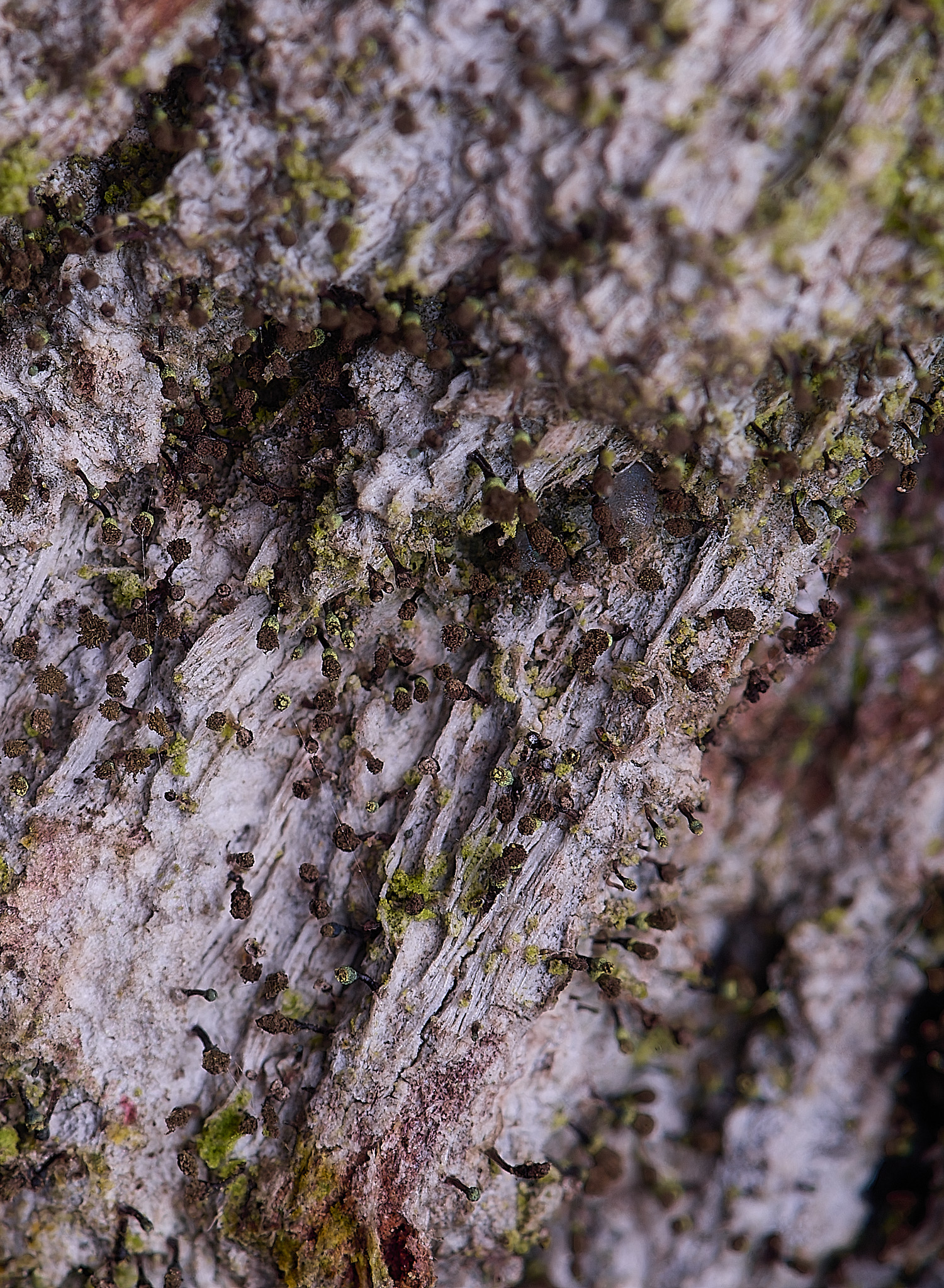 HoghtonChaenothecahispidula080226-1