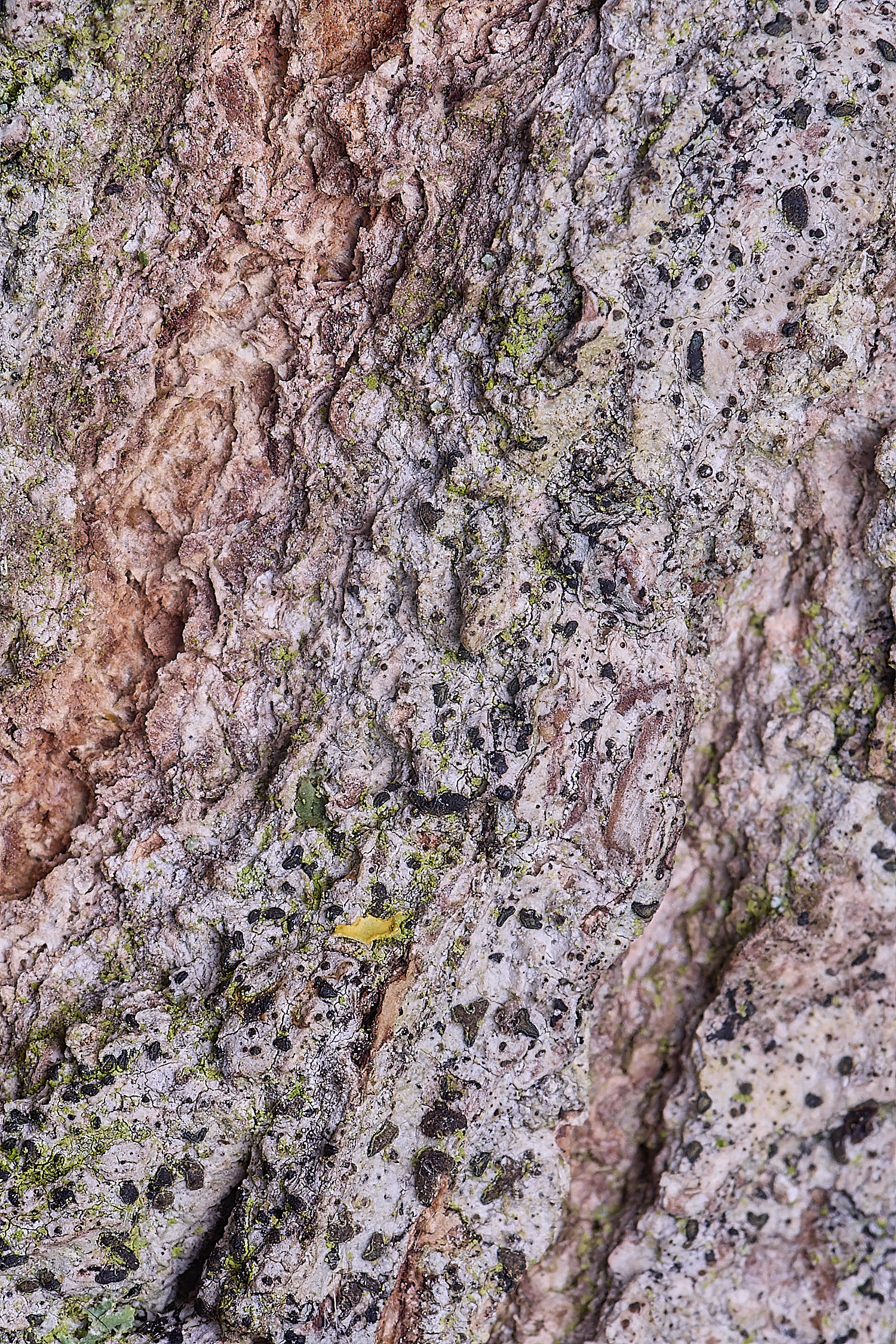 HolkhamAnisomeridiumbiforme110126-1