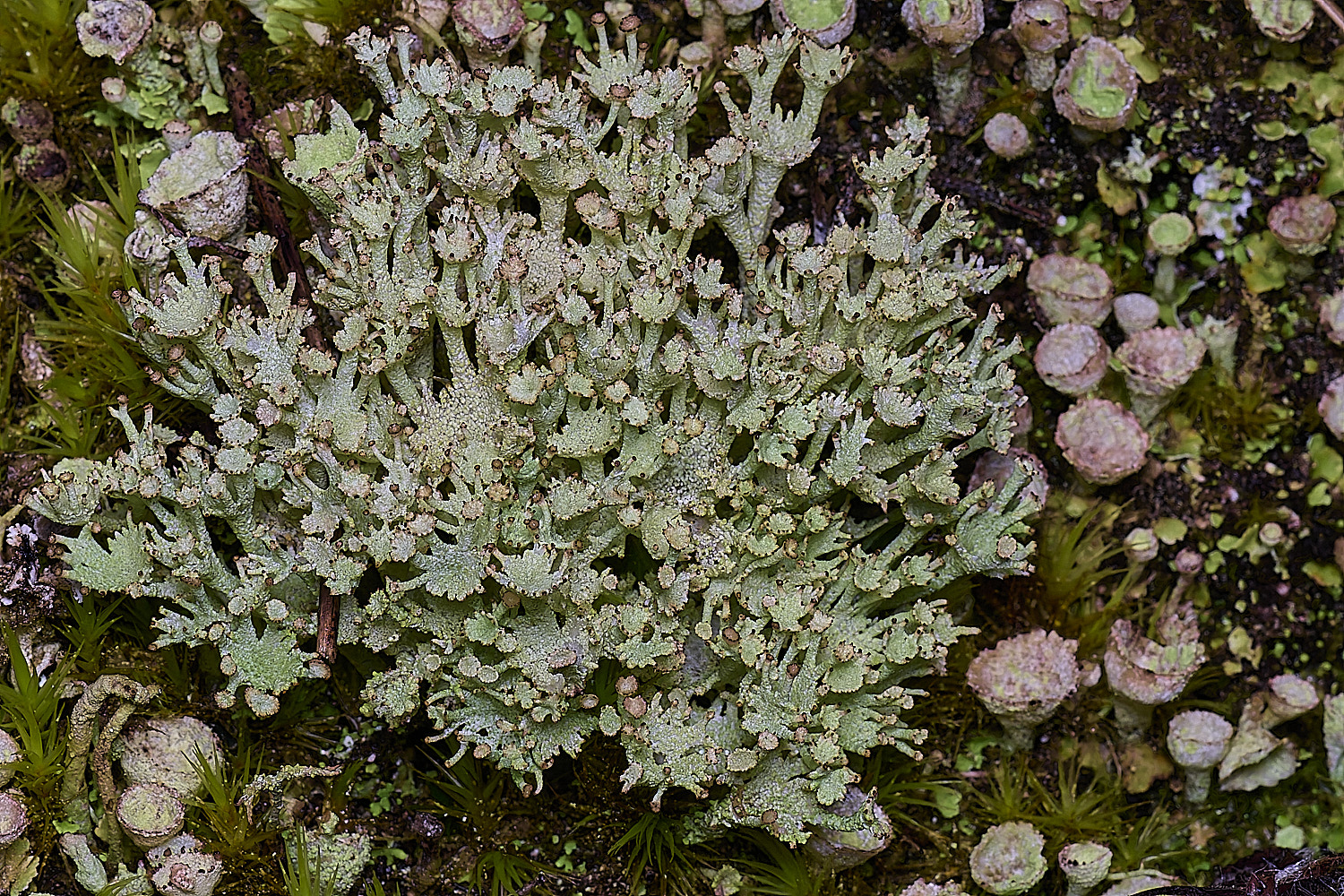 HolkhamCchlorophaea110126-1