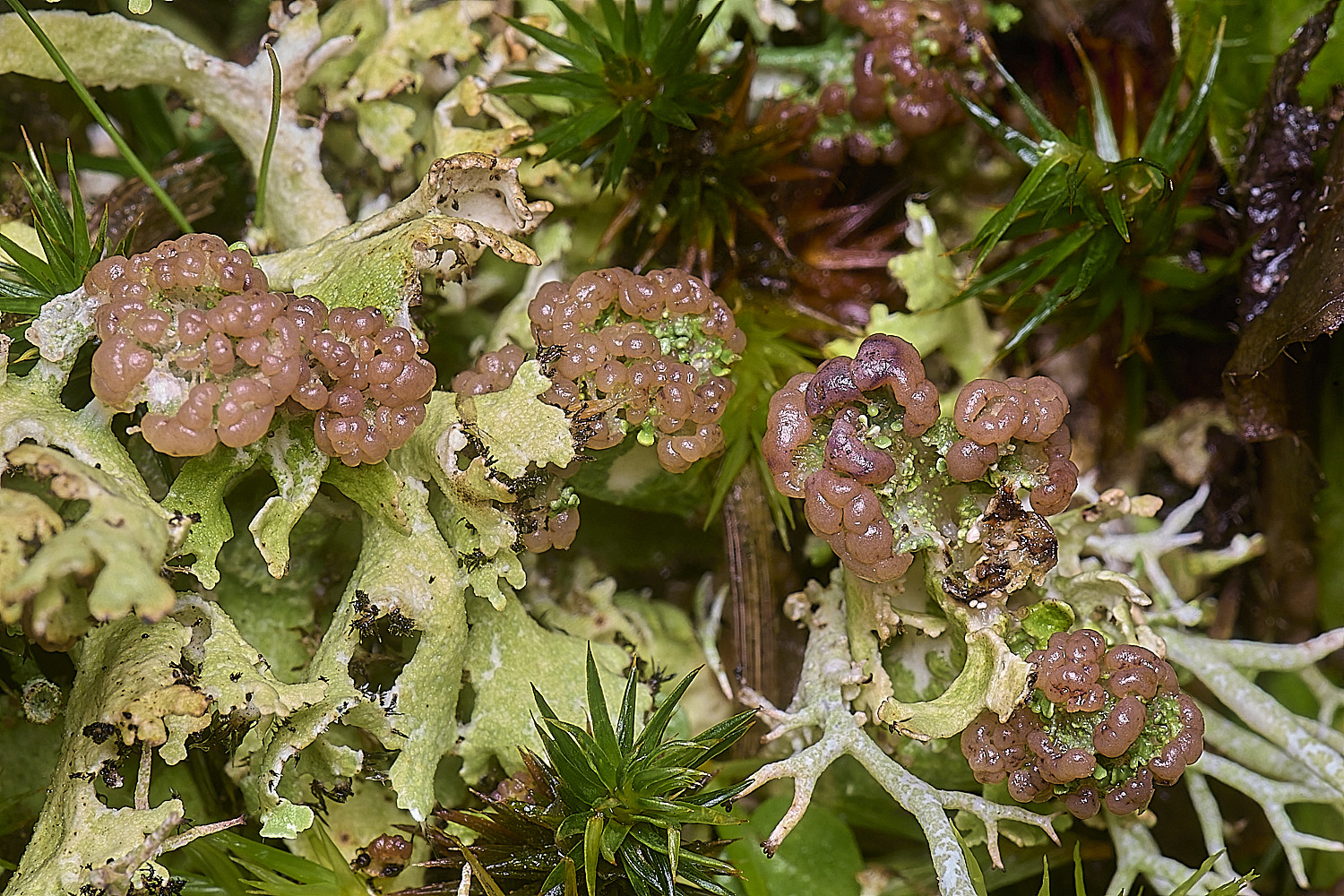 HolkhamCfoliacea110126-3