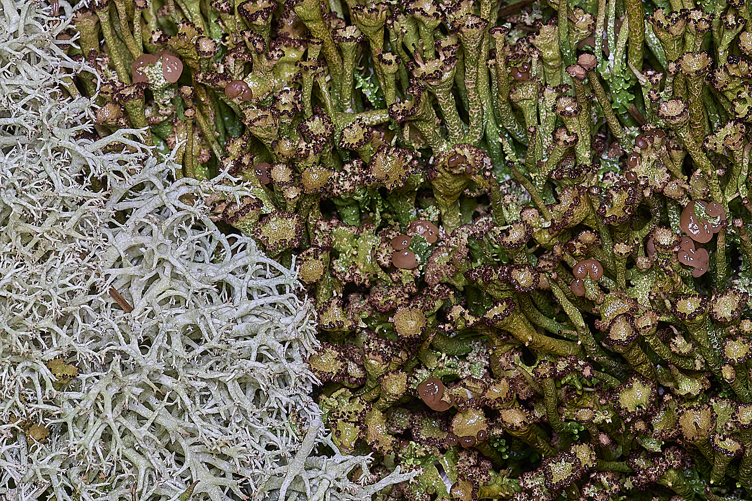 HolkhamCgracilis110126-5