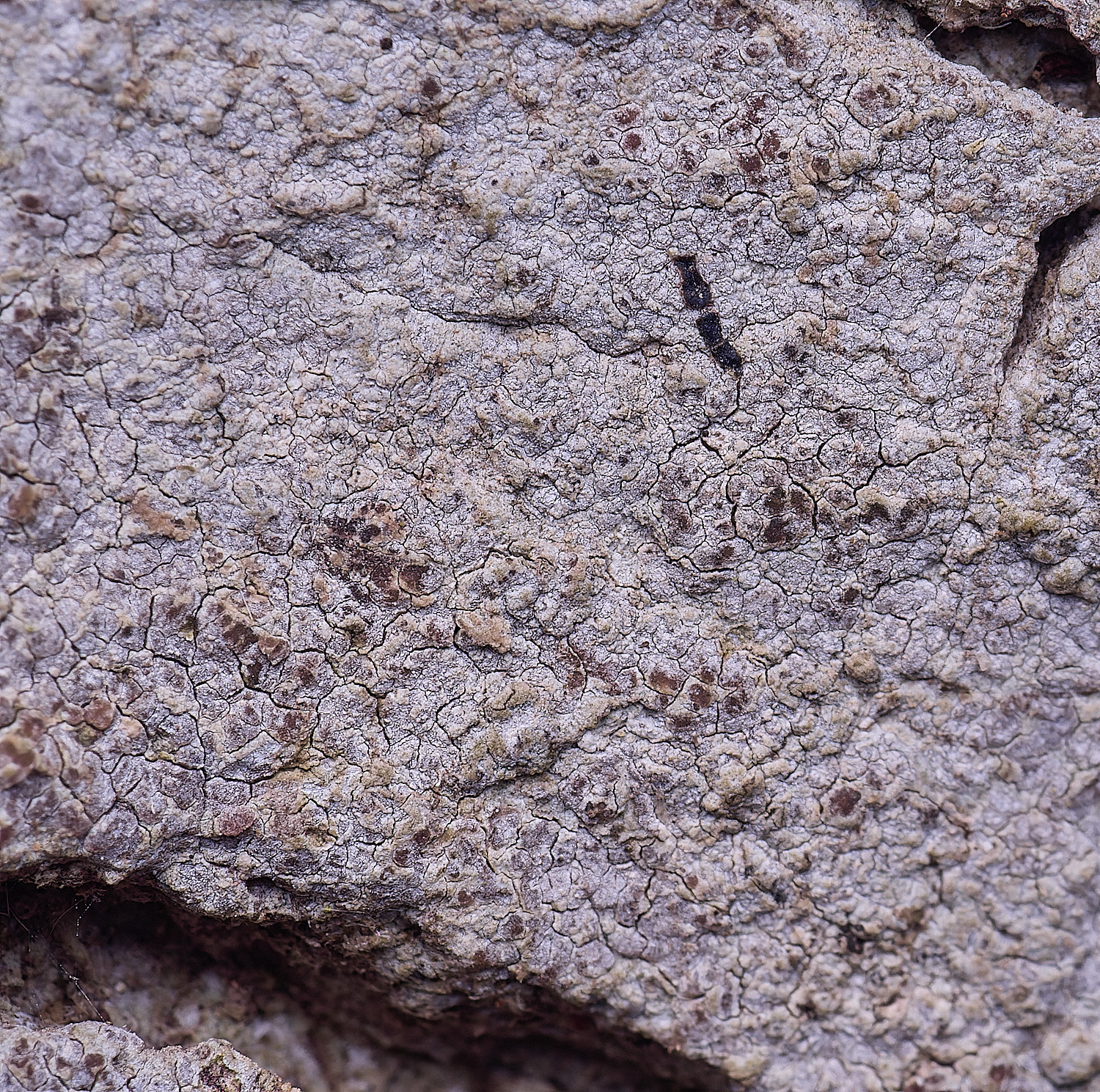 HolkhamDendrographadecolorans110126-1