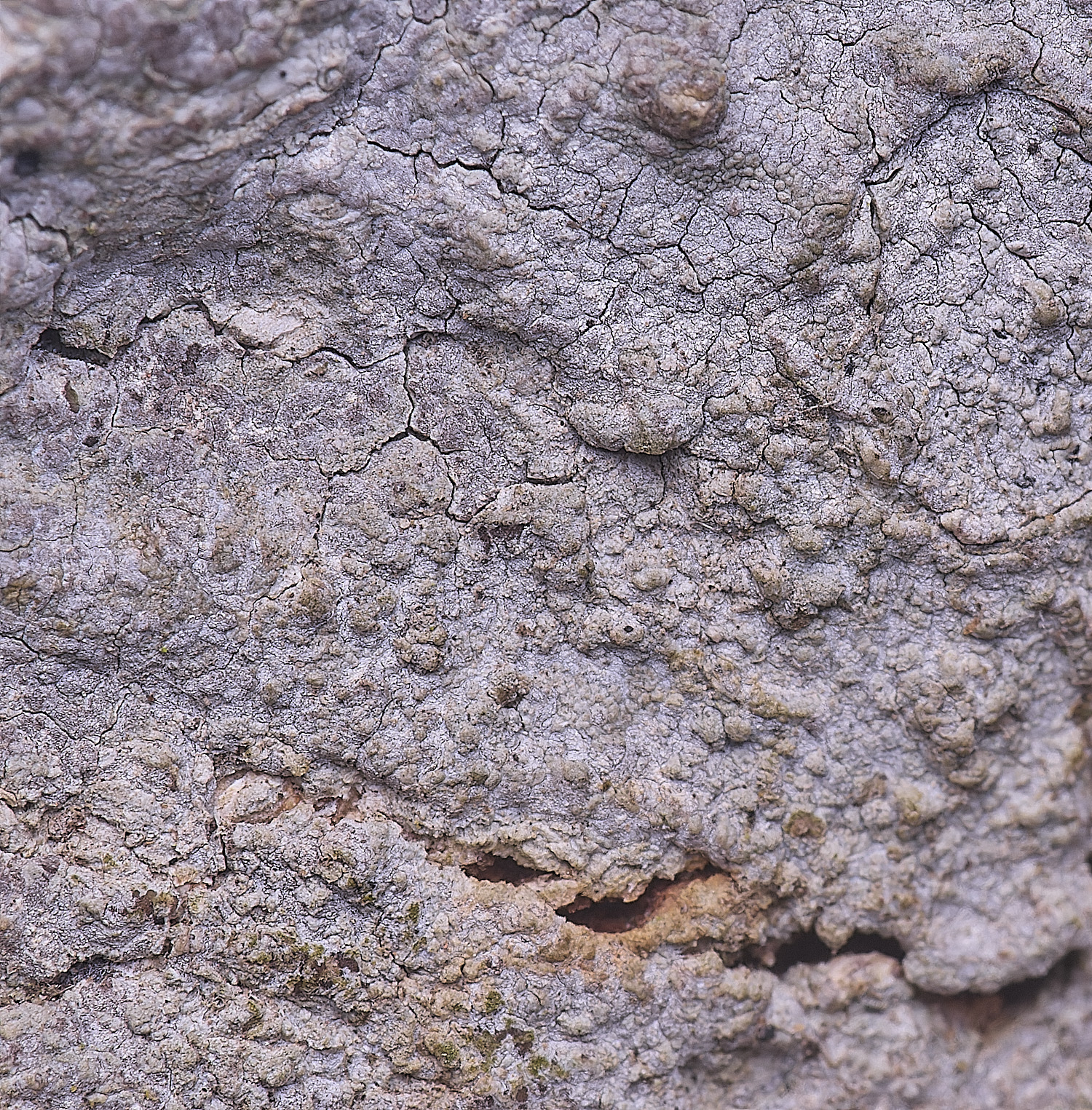 HolkhamDendrographadecolorans110126-2