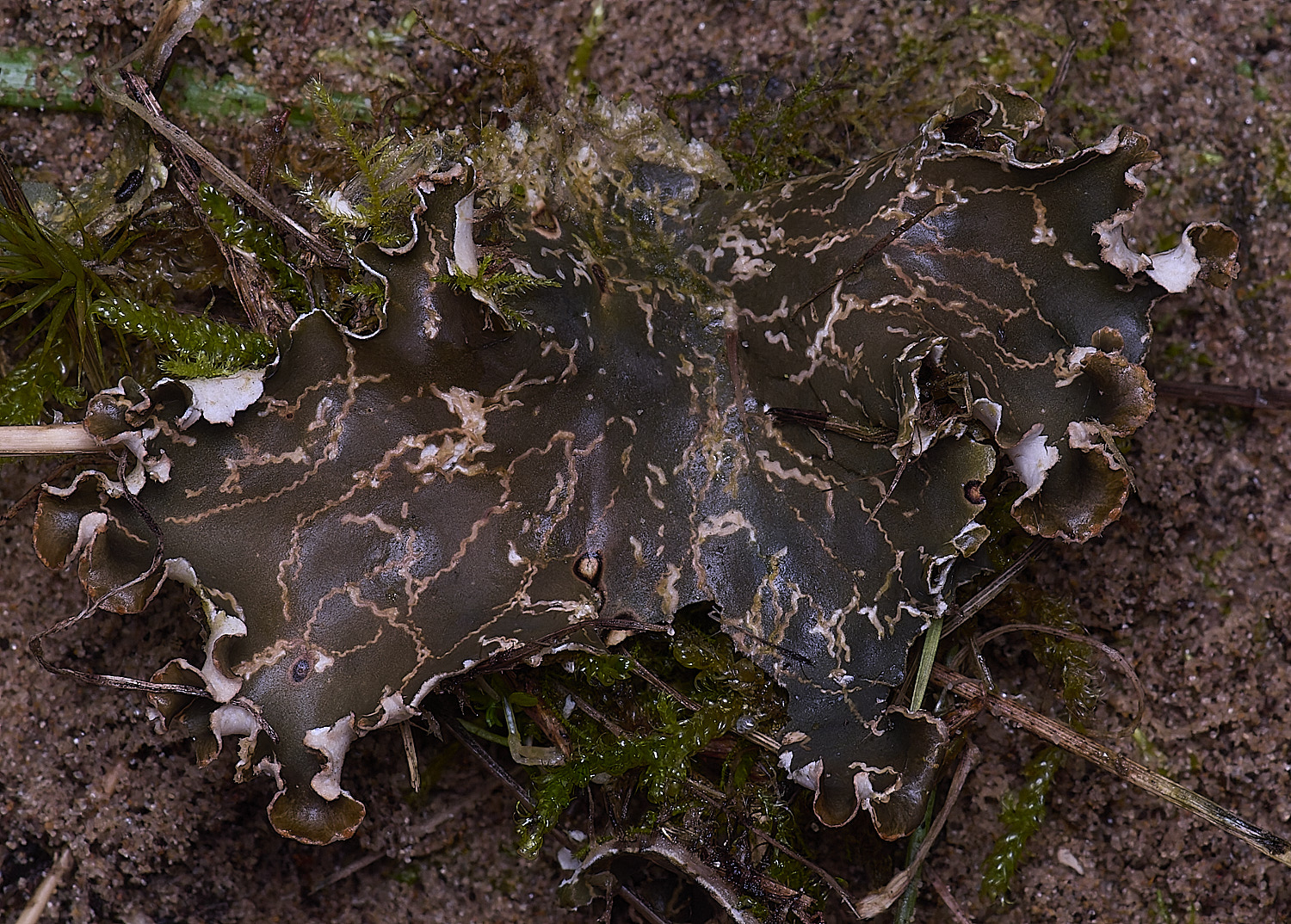 HolkhamFlyMines110126-1