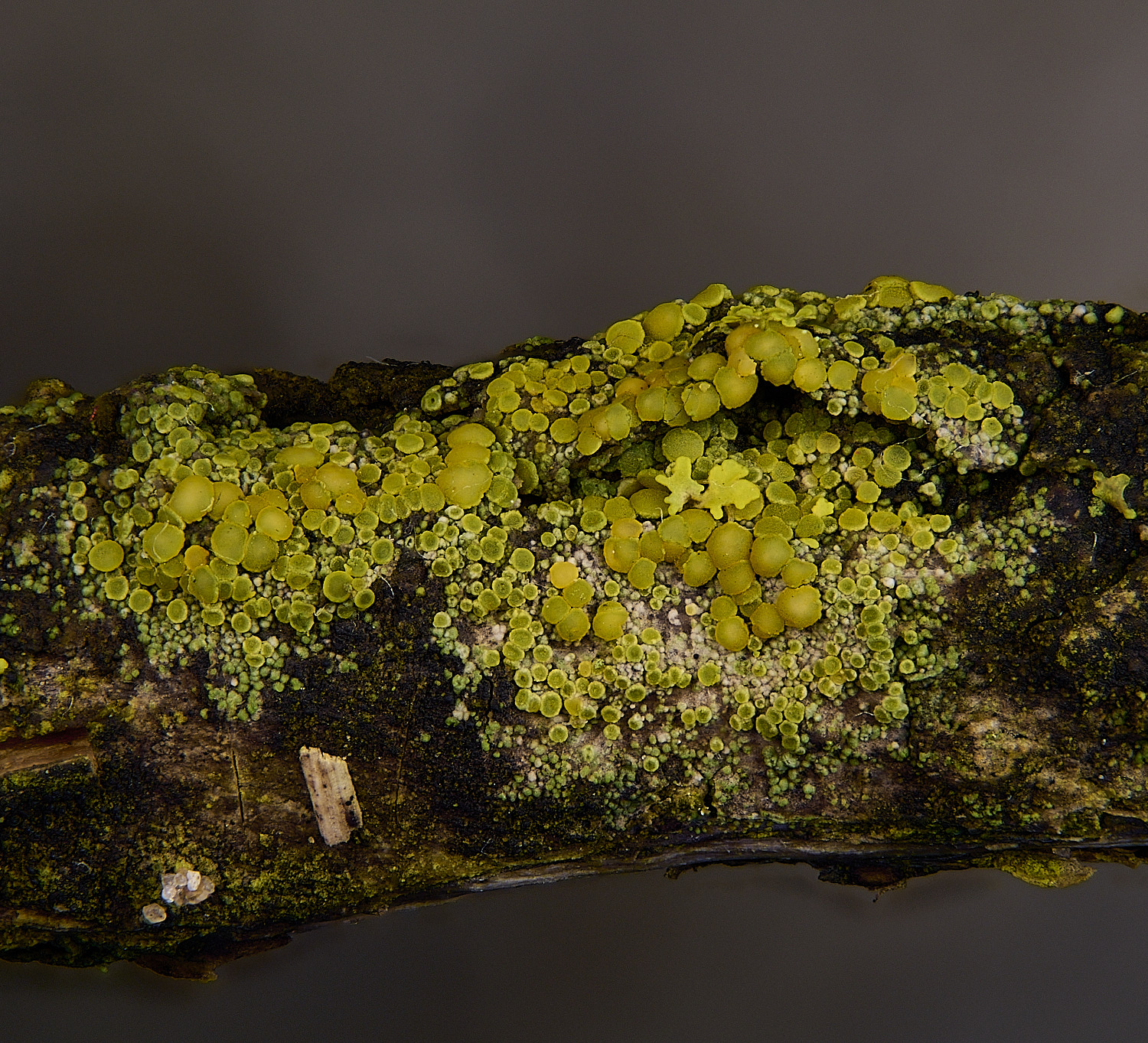 HolkhamHsuedae110126-2