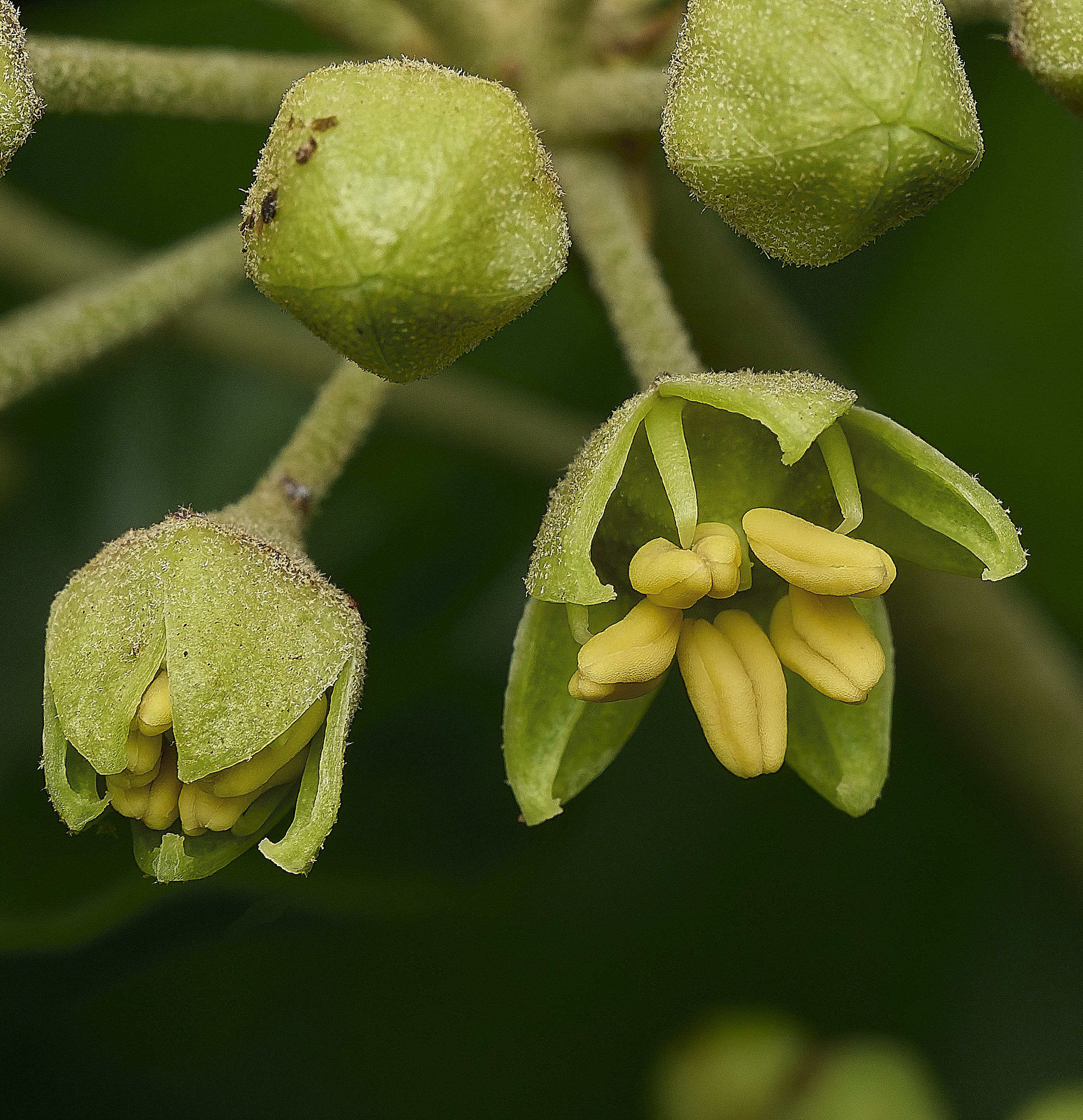 HolkhamIvy180926-2