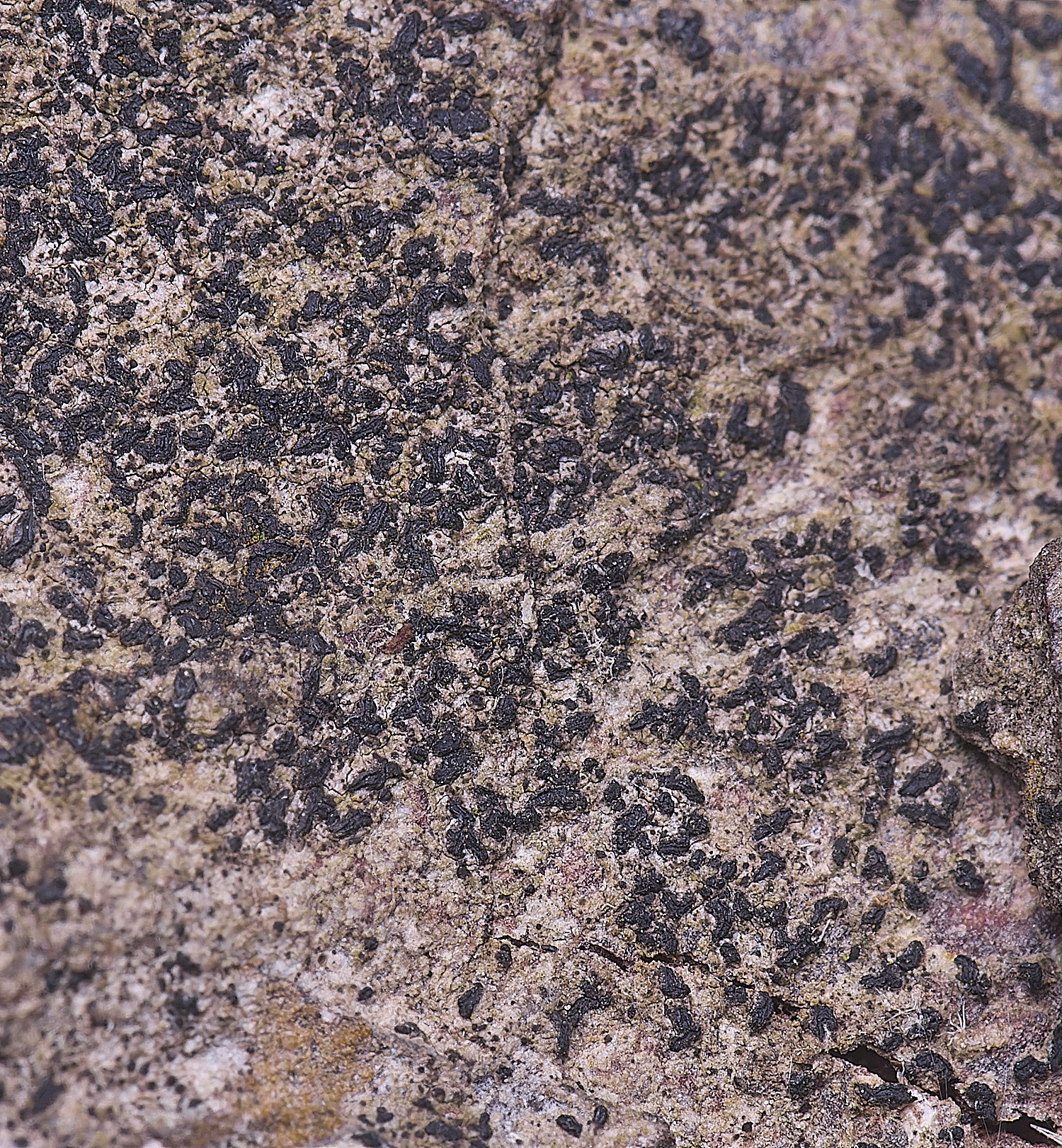 HolkhamOpegraphavulgata110126-2