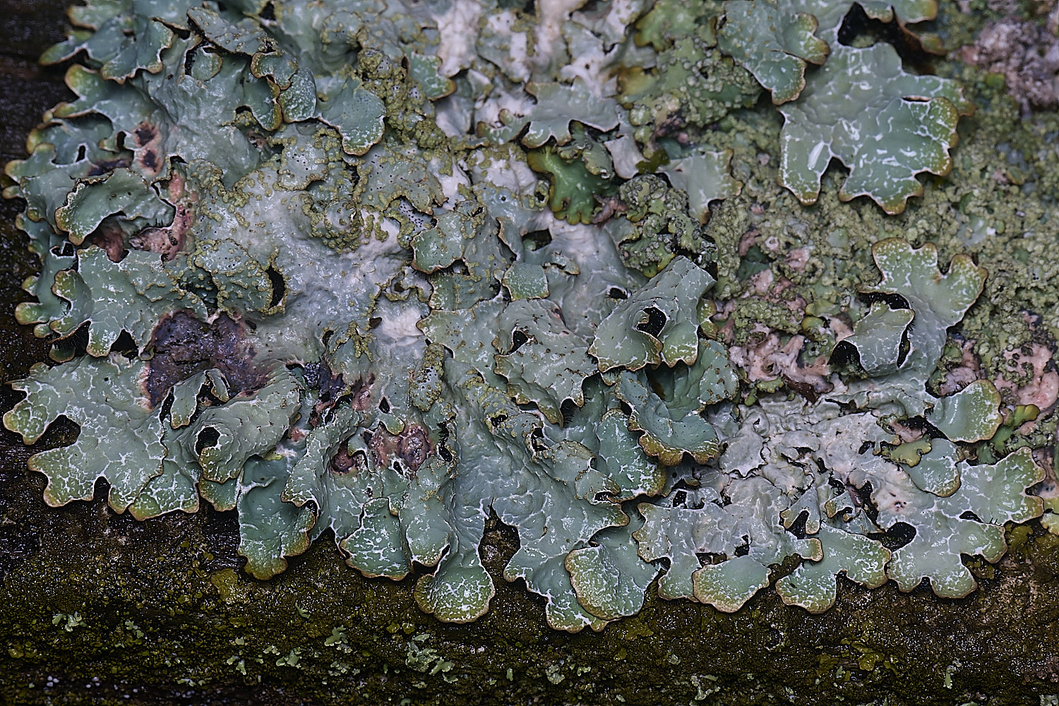 HolkhamParmeliasulcate110126-1