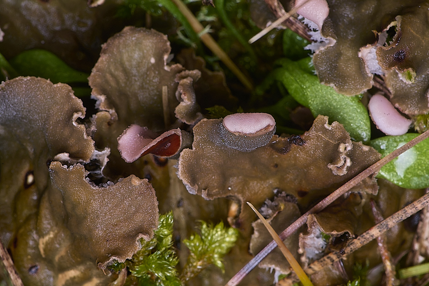 HolkhamPcanina110126-1