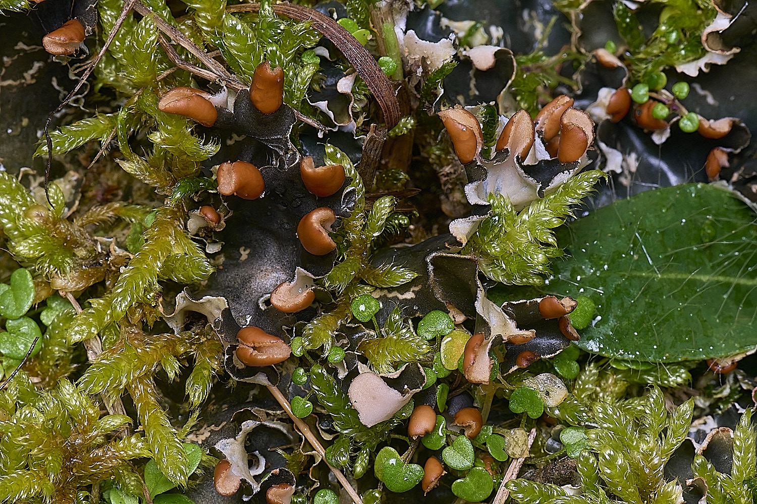 HolkhamPhymenina110126-1