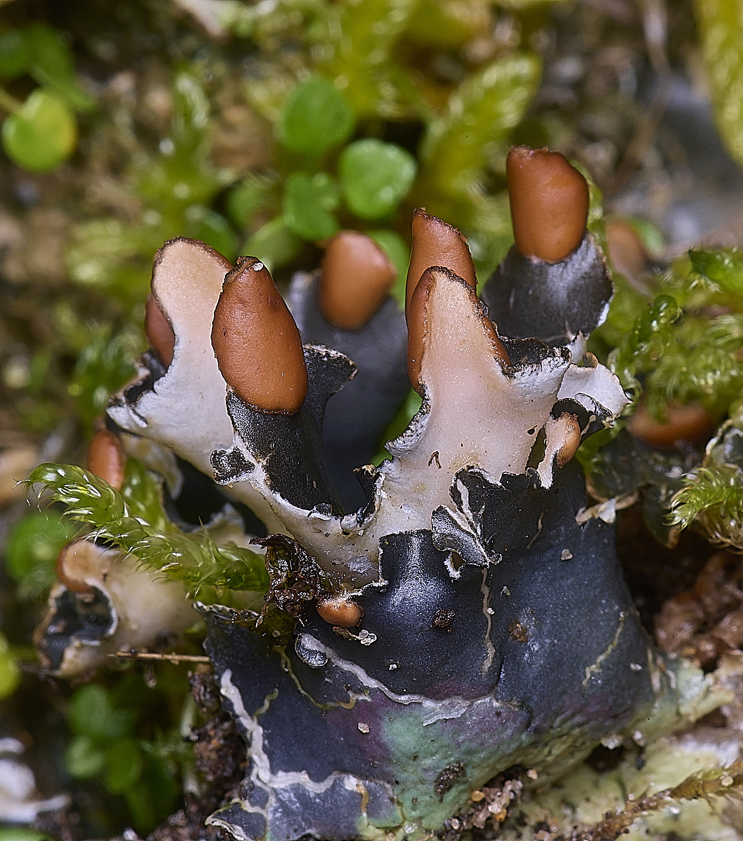 HolkhamPhymenina110126-2