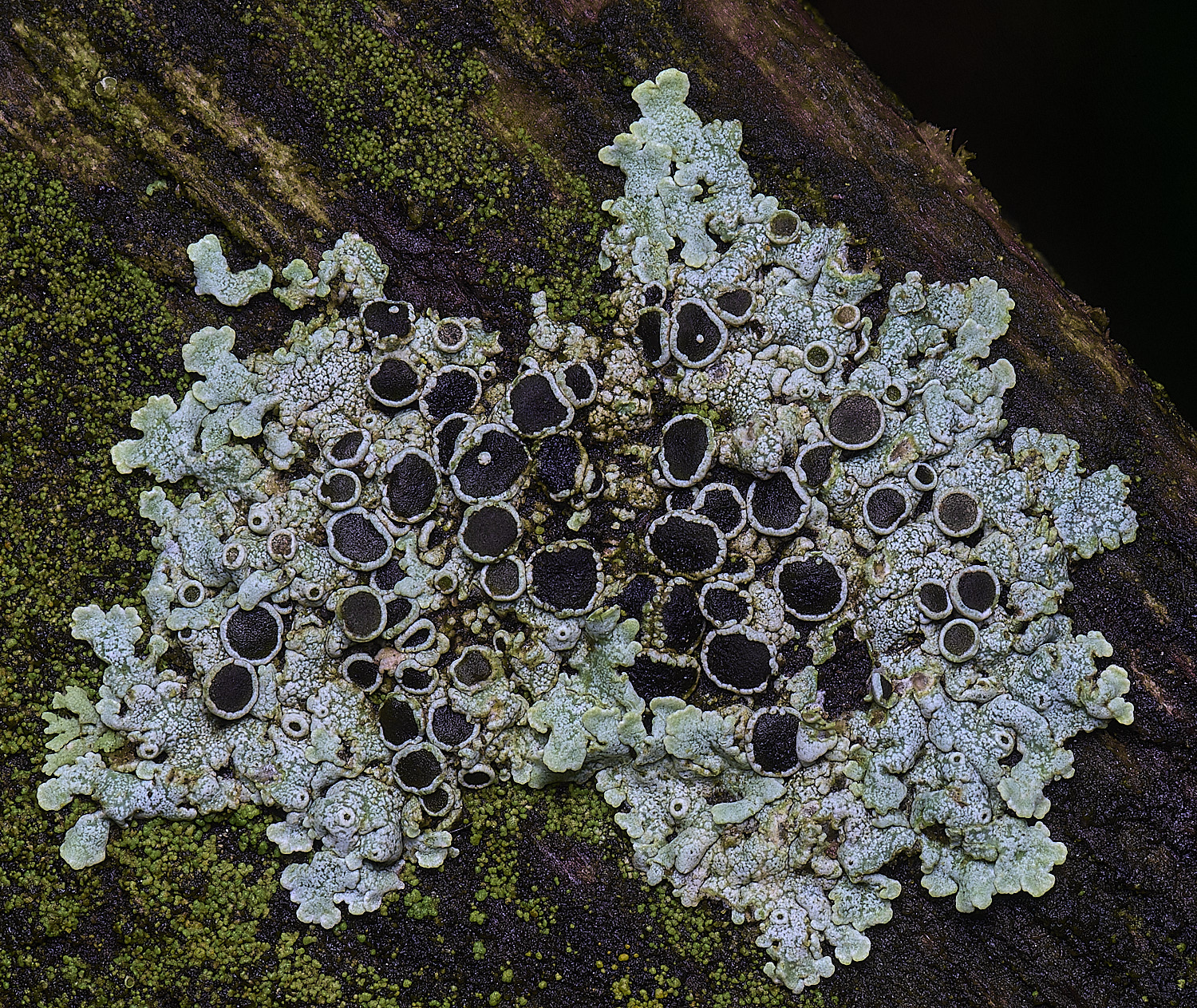 HolkhamPhysciaaipollia110126-1