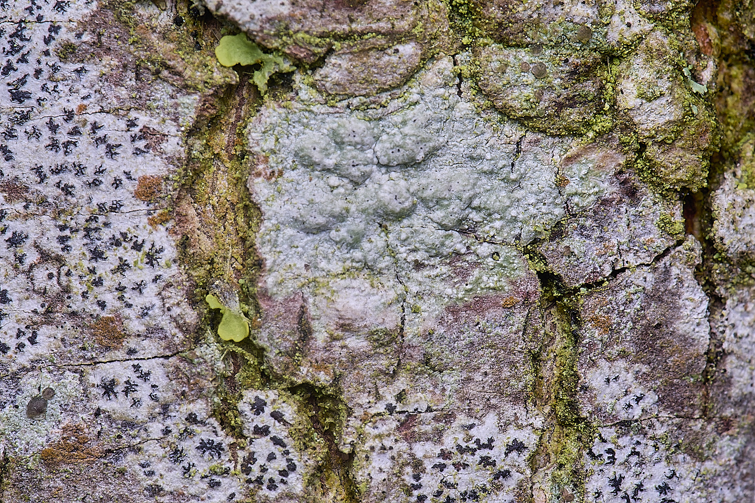 HolkhamPleioplaca110126-1