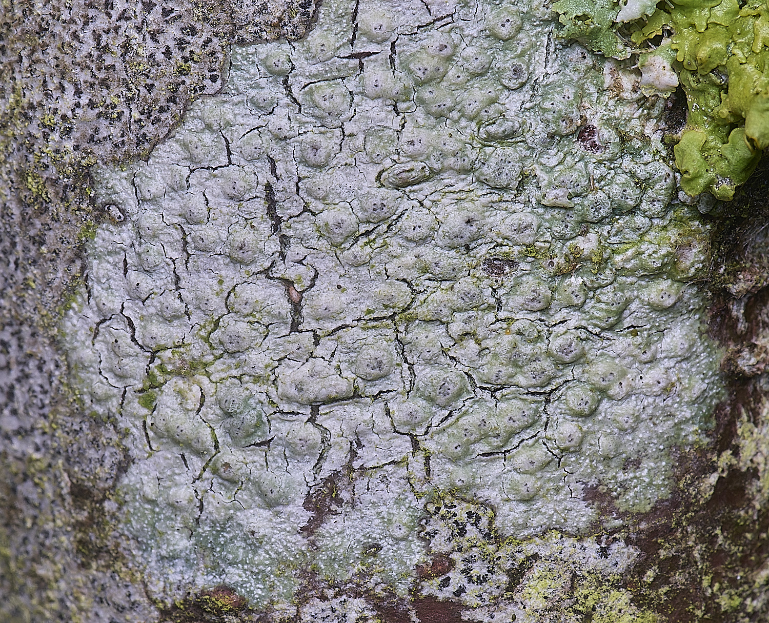 HolkhamPleioplaca110126-3