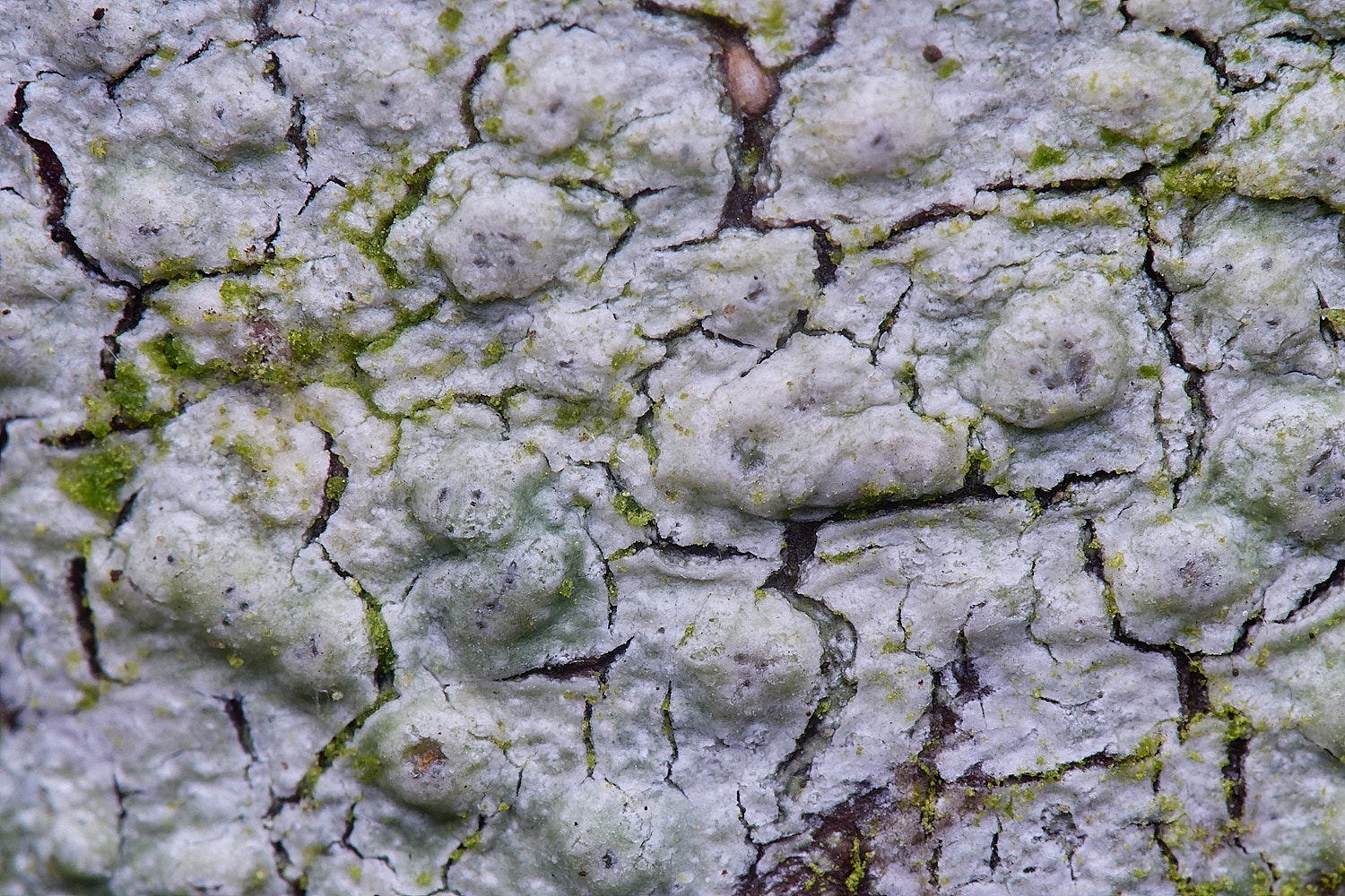 HolkhamPleioplaca110126-5