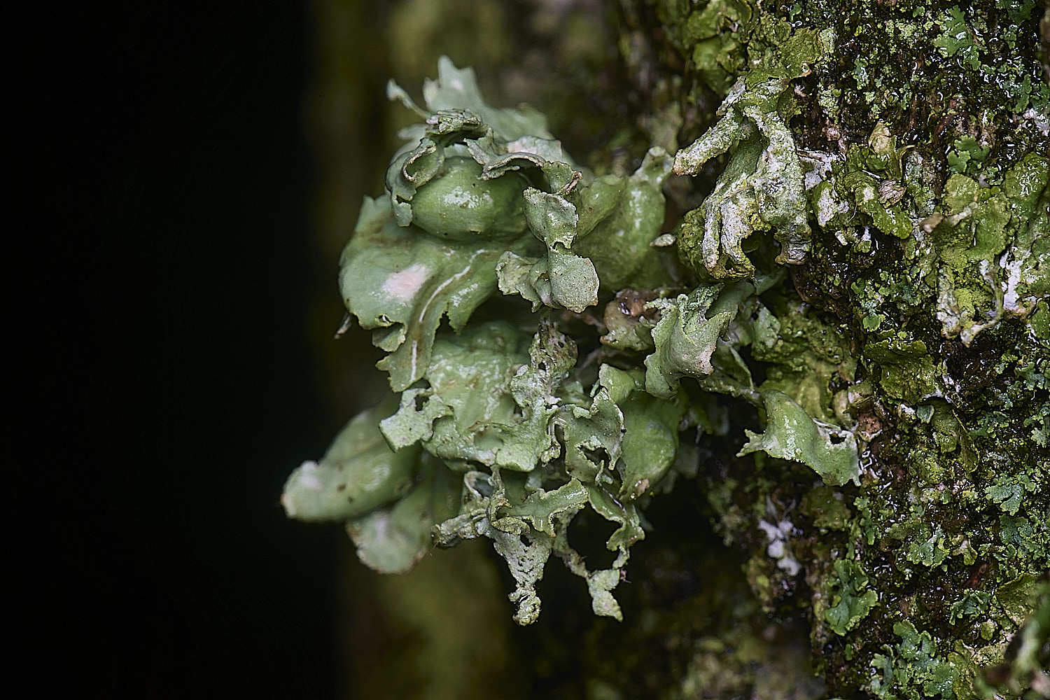 HolkhamRcanariensis110126-2