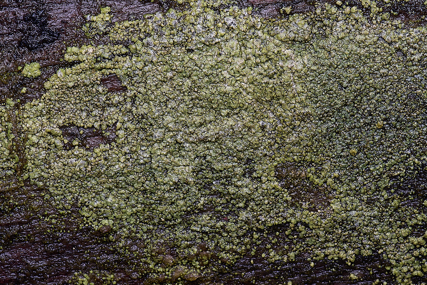 HolkhamTrapeliopsisflexuosa110126-1