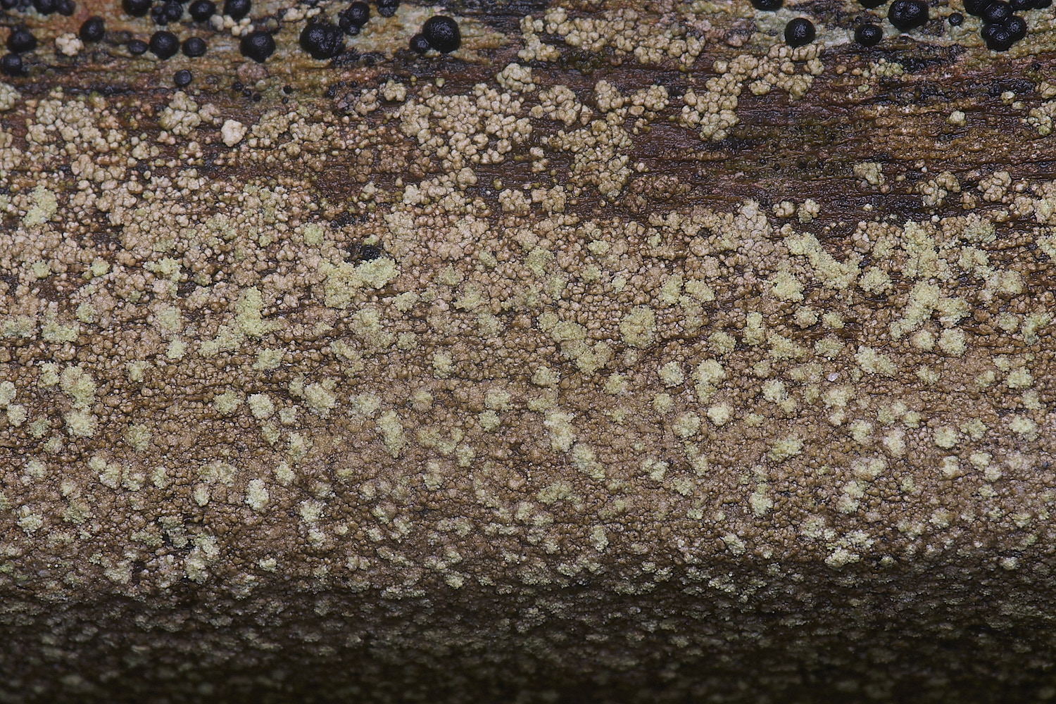 HolkhamUnknown110126-2