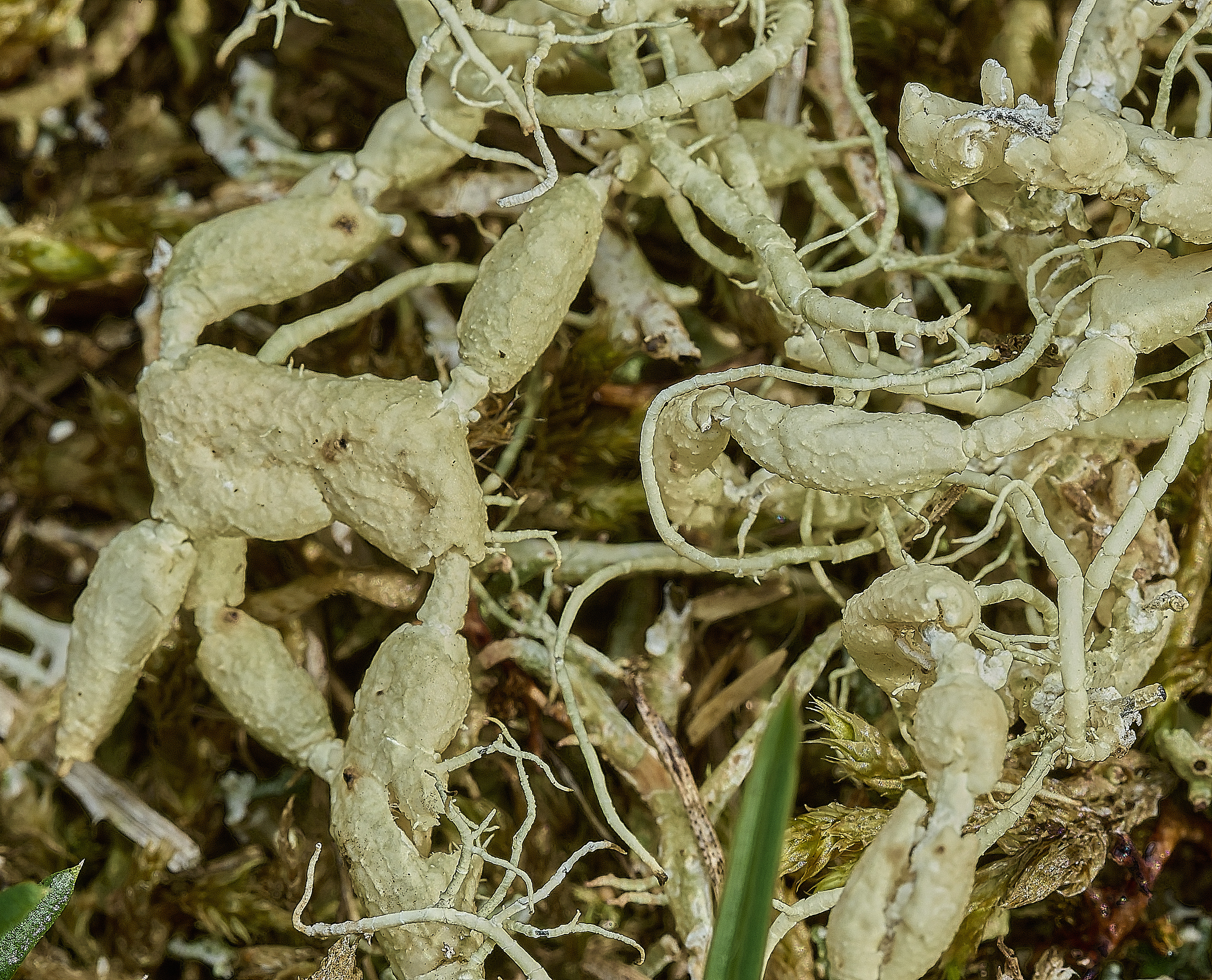 HolkhamUsnea180926-10