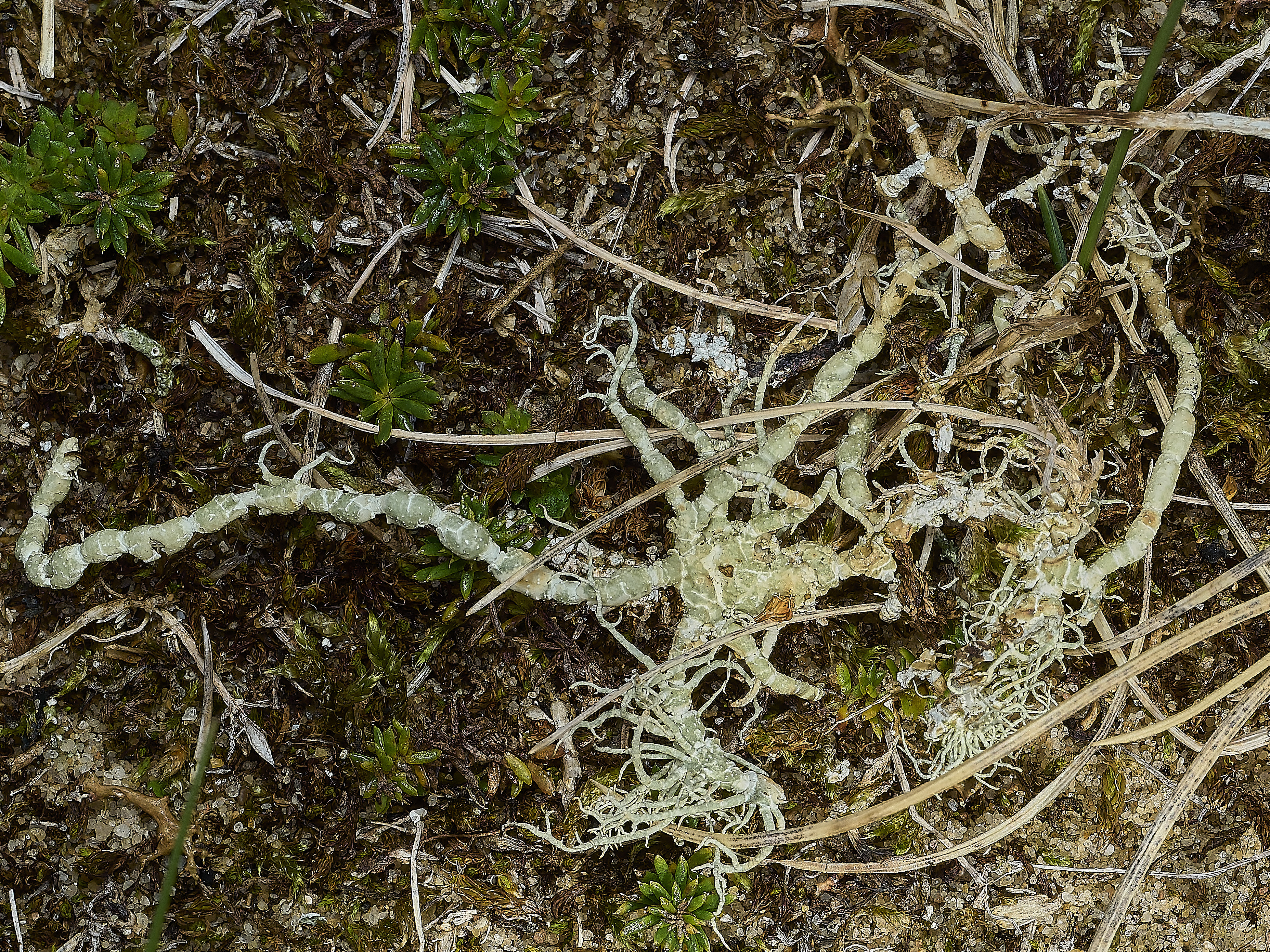 HolkhamUsnea180926-22