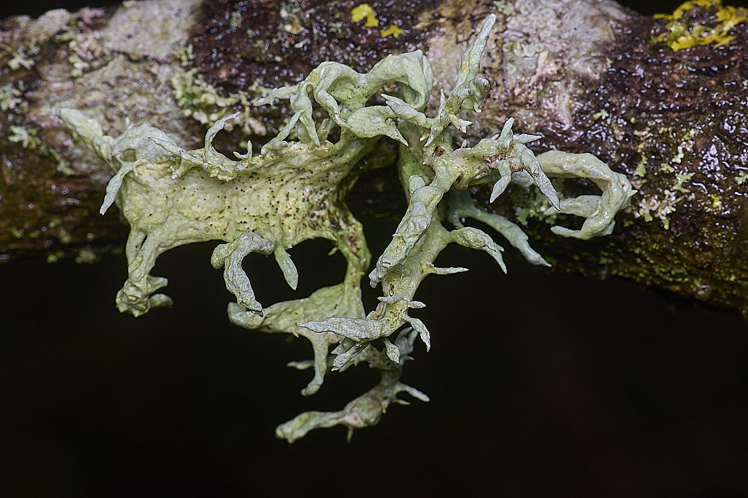 HolkhamVerniaprunastri110126-1