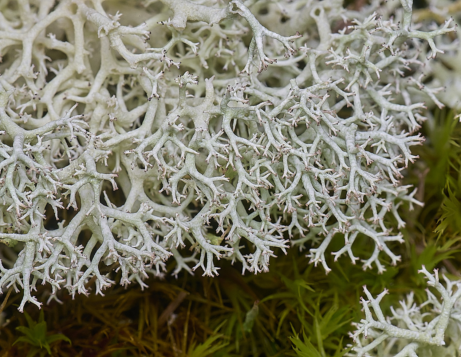 HolkhanCladoniacilataVartenuis110126-2