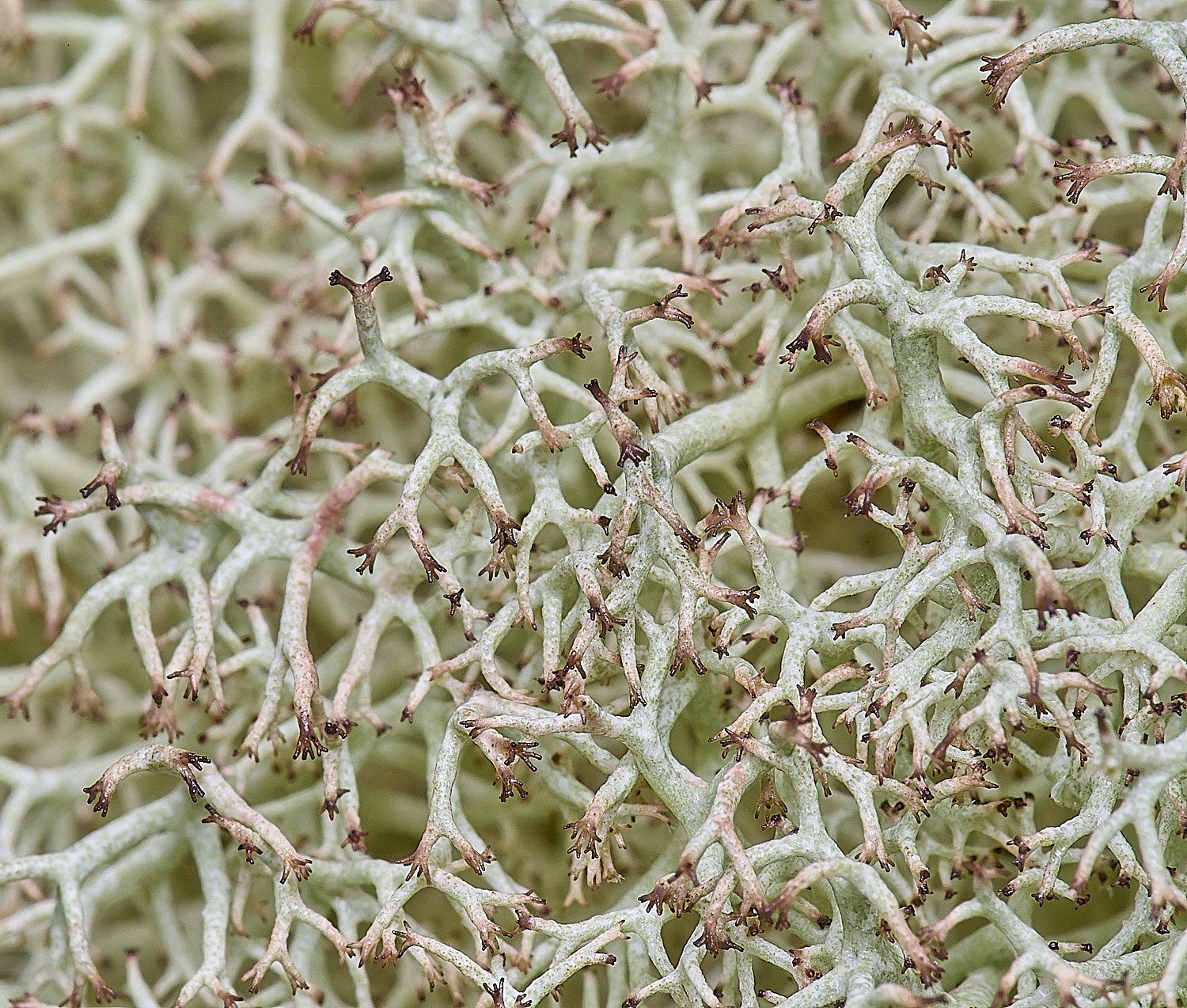 HolkhanCladoniacilataVartenuis110126-4