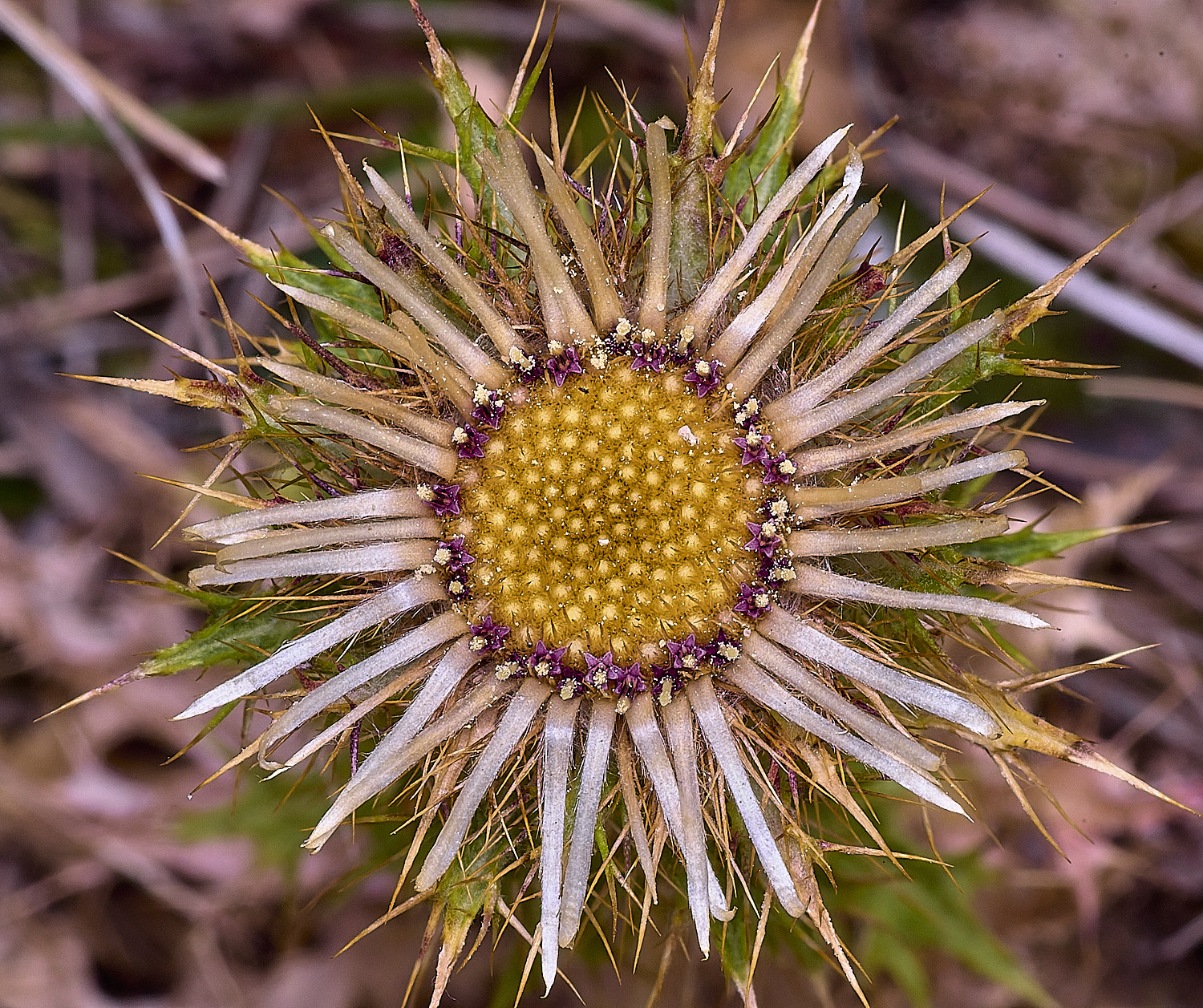 HolmeCarlineThistle020826-1