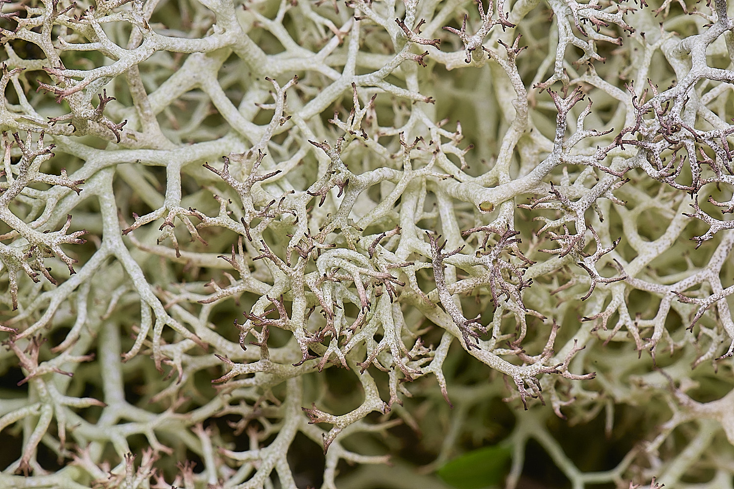 HorseyCciliata020226-2