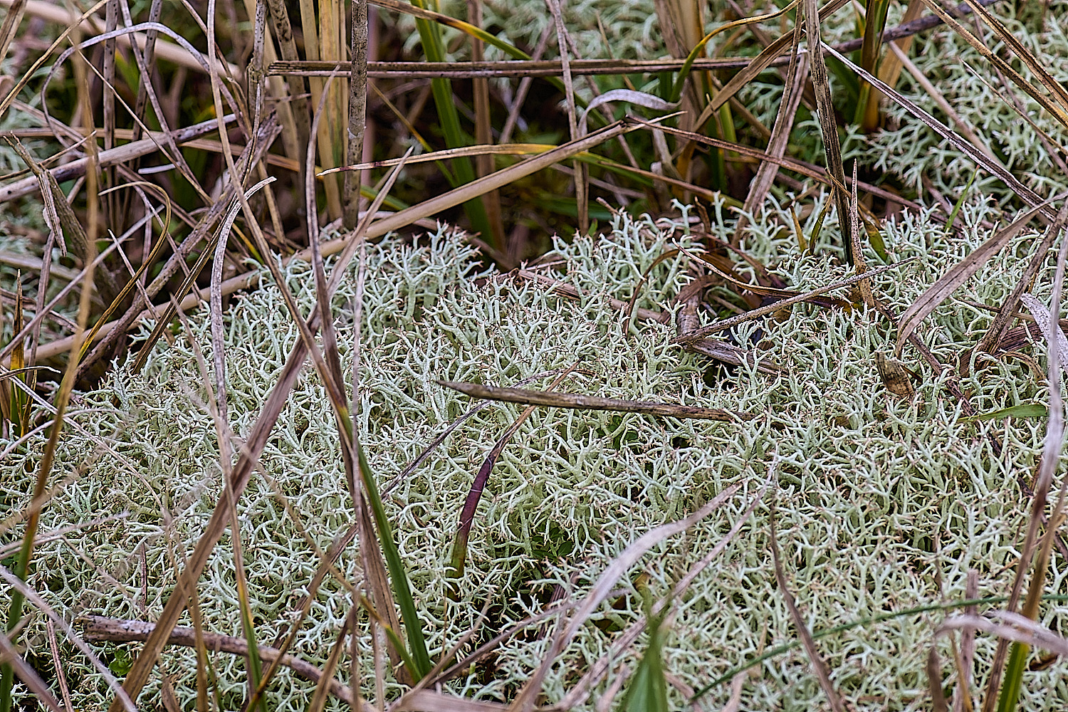 HorseyCciliata020226-3