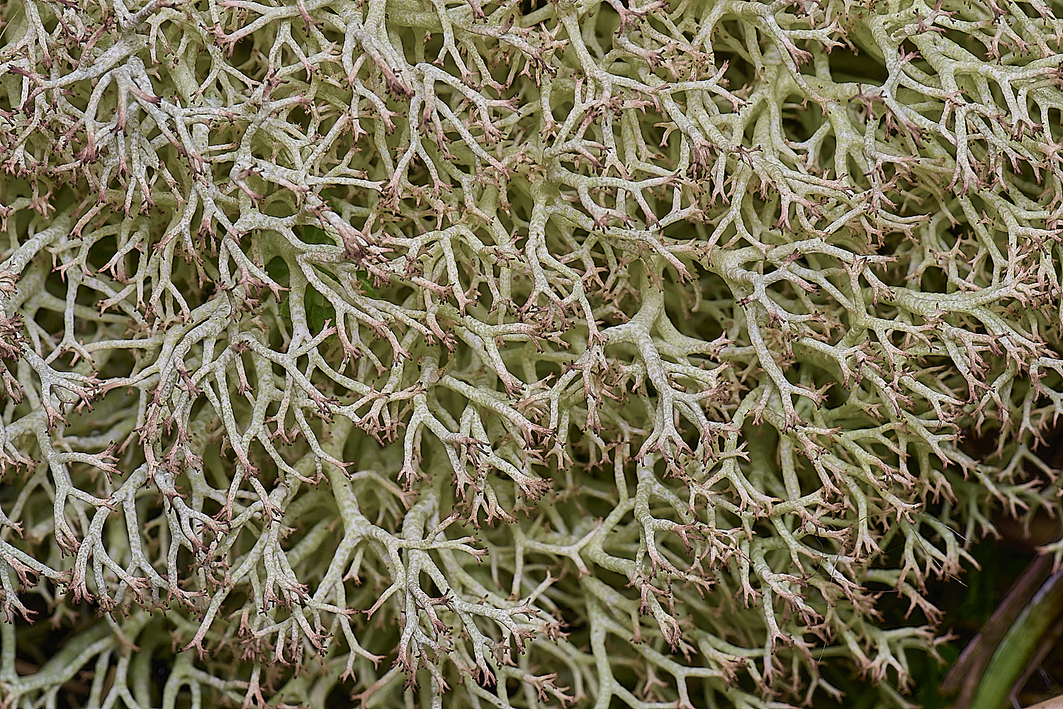 HorseyCciliata020226-7