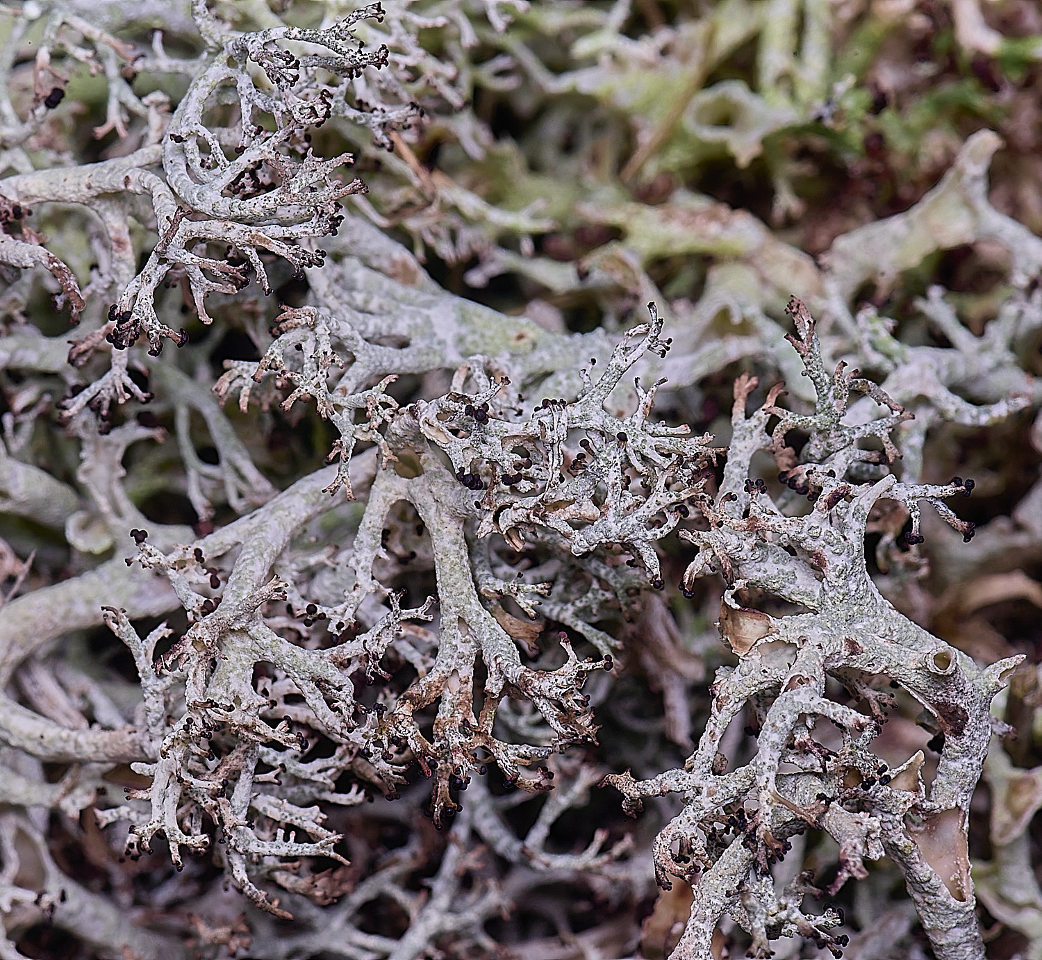 HorseyCladonia0240126-2