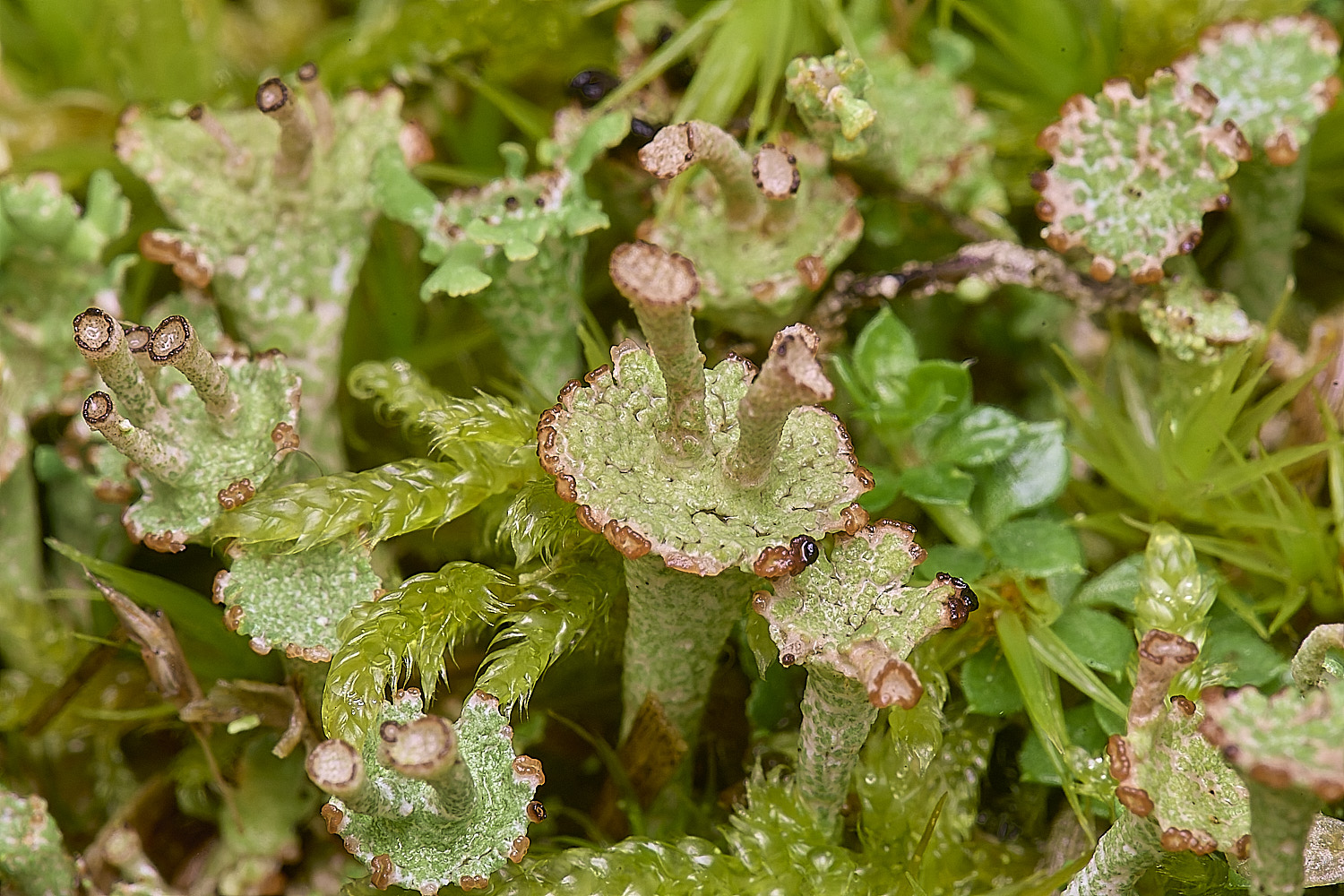 HorseyCladoniacervicornis120226-4