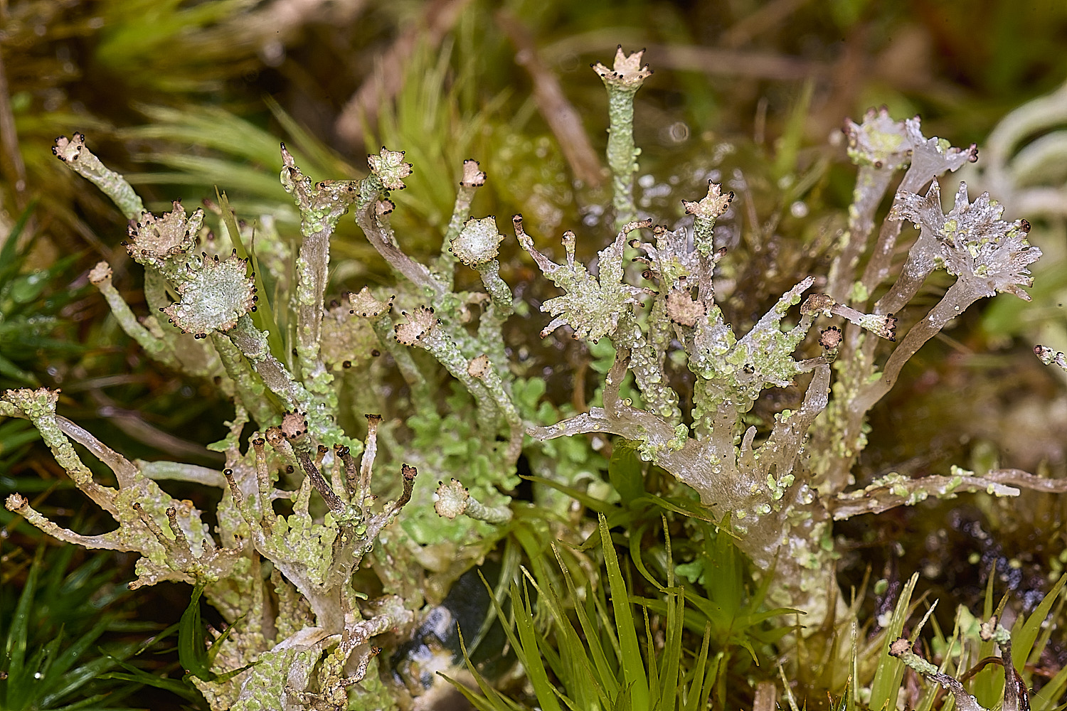 HorseyCladoniachlorophaea240126-1