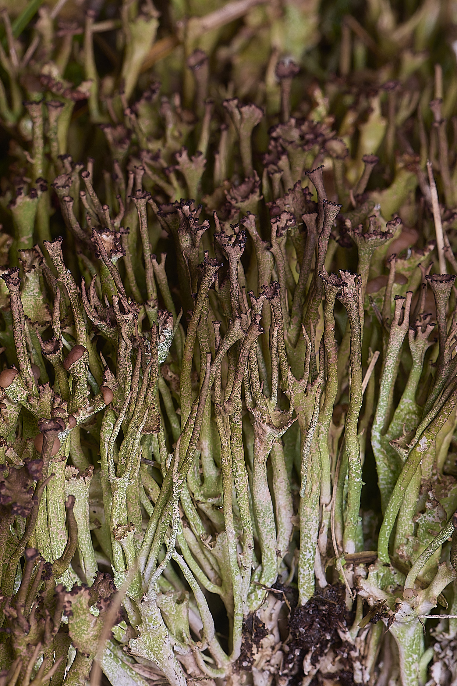 HorseyCladoniagracilis240126-3