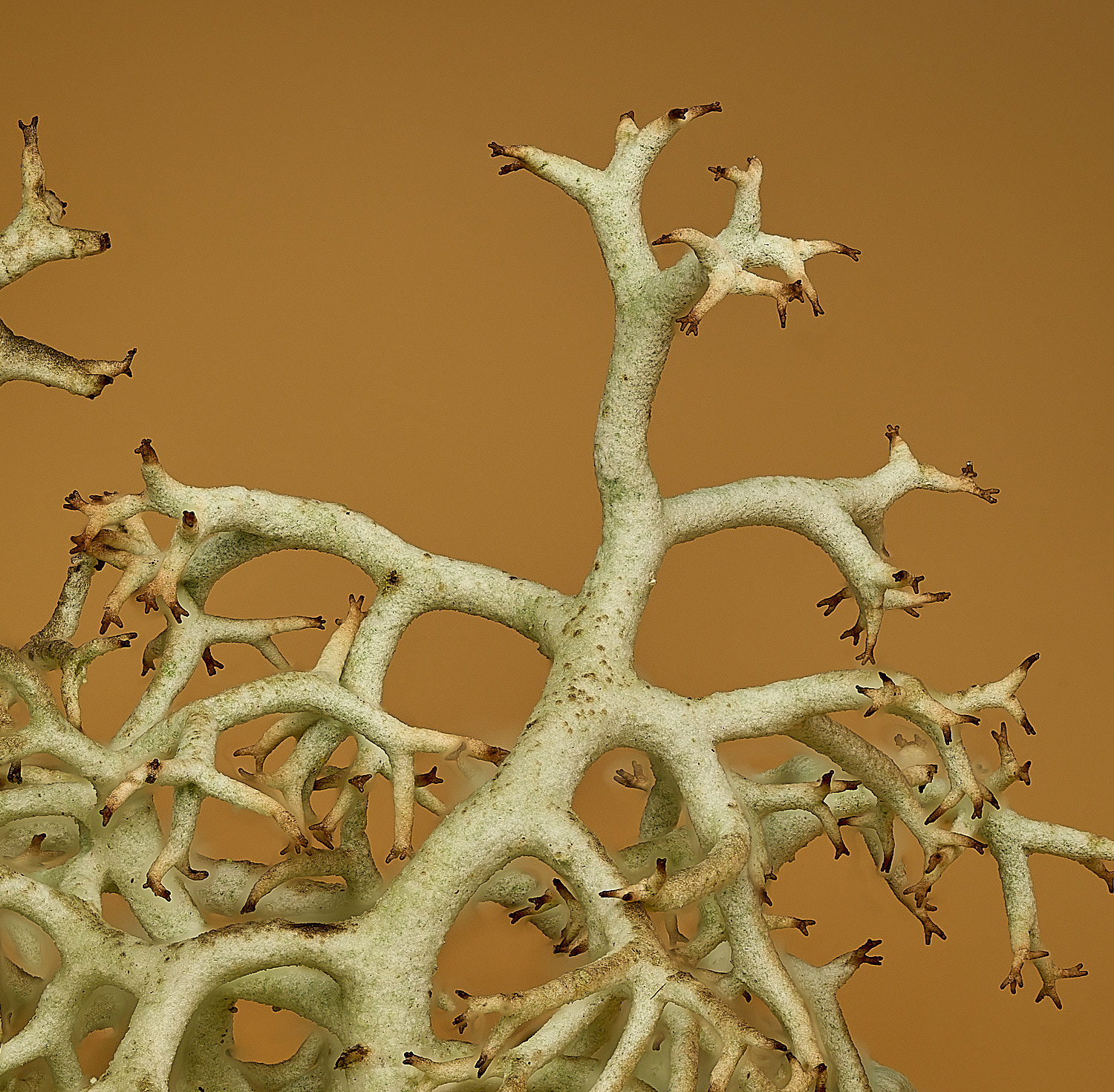 HorseyCladoniarangiferina120226-13