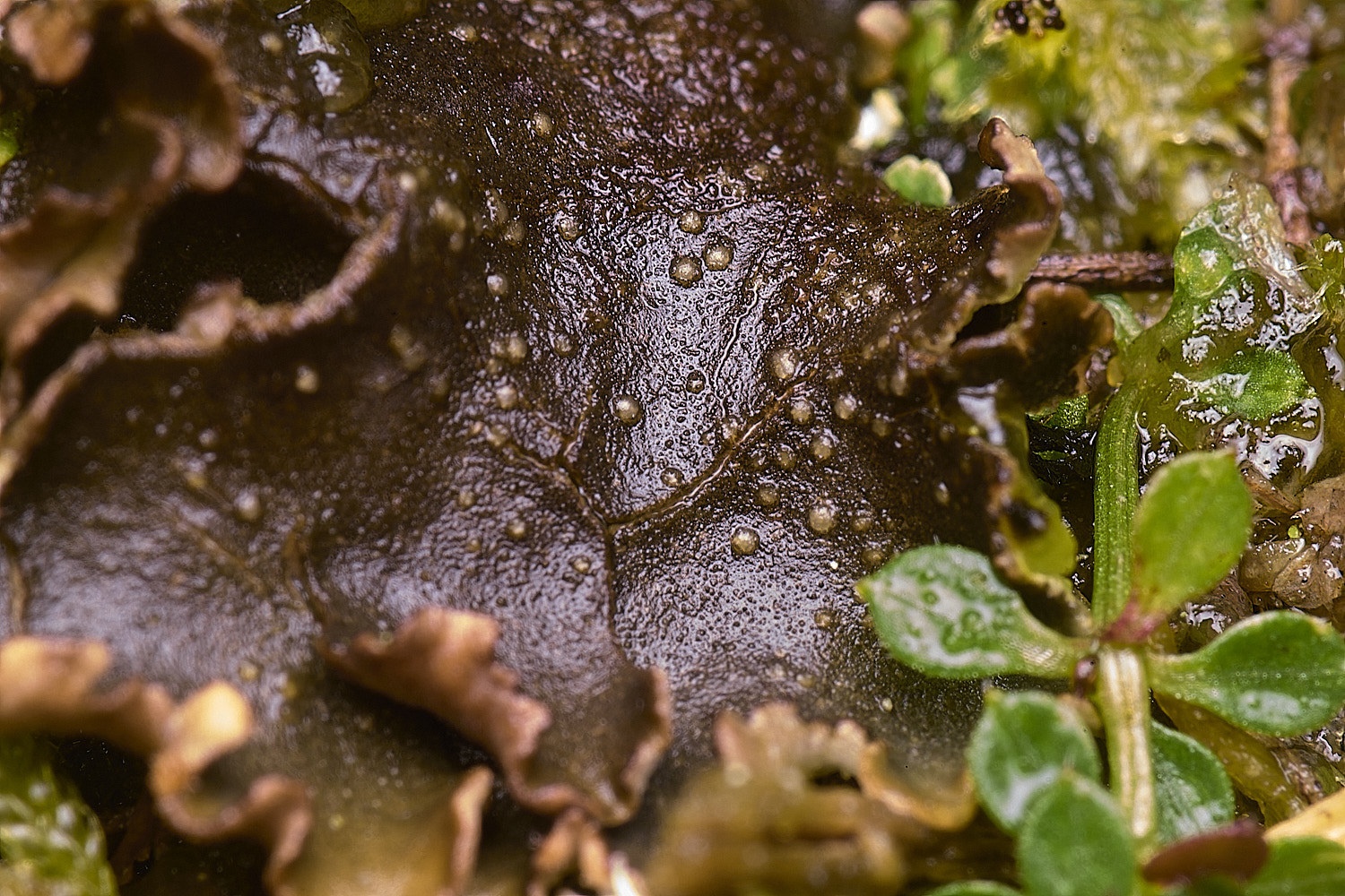 HorseyCorticifragafuckellii120226-0