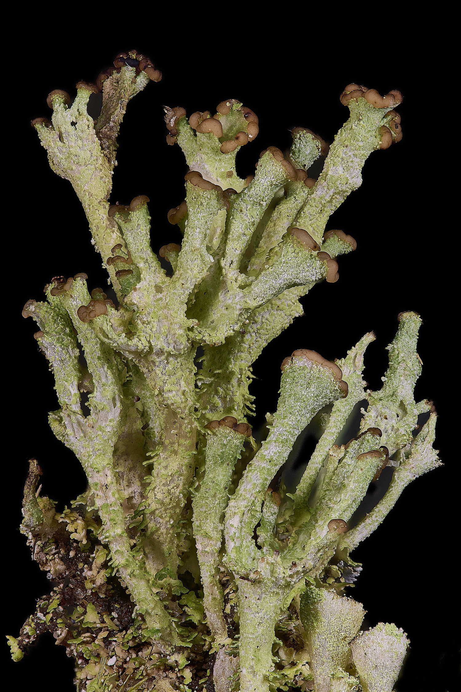 HorseyCramulosa020226-1