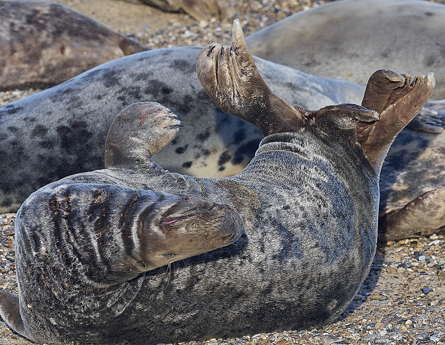 HorseyGreySeal240126-14