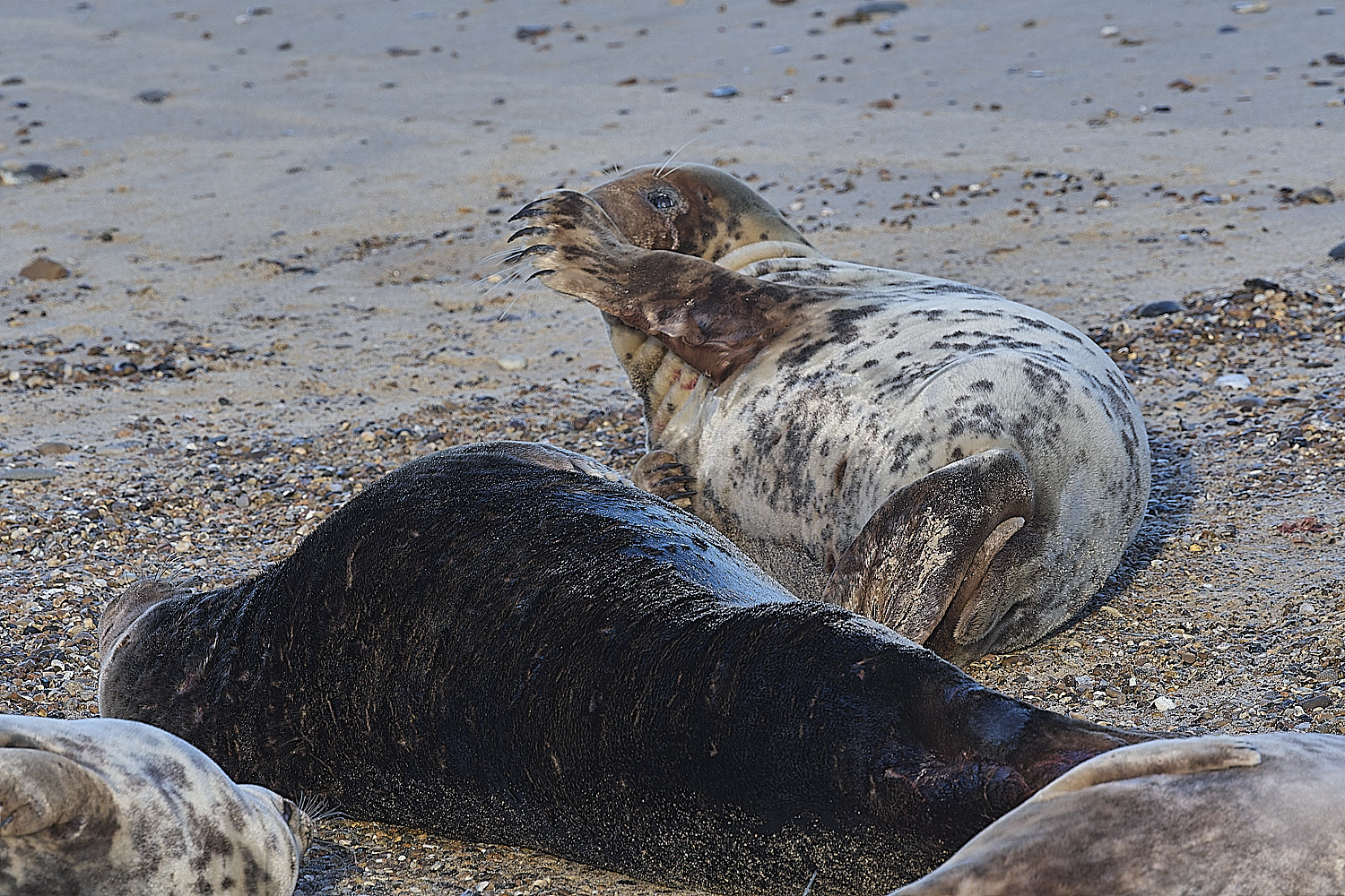 HorseyGreySeal240126-22