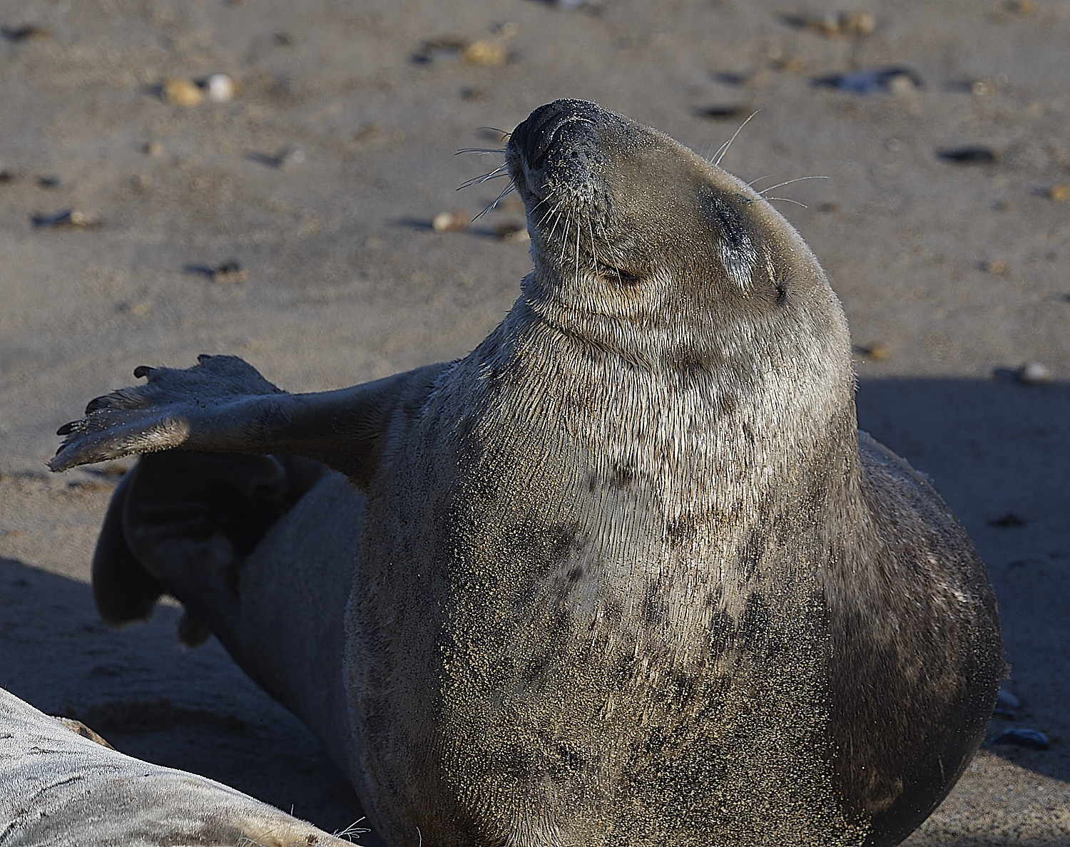 HorseyGreySeal240126-5
