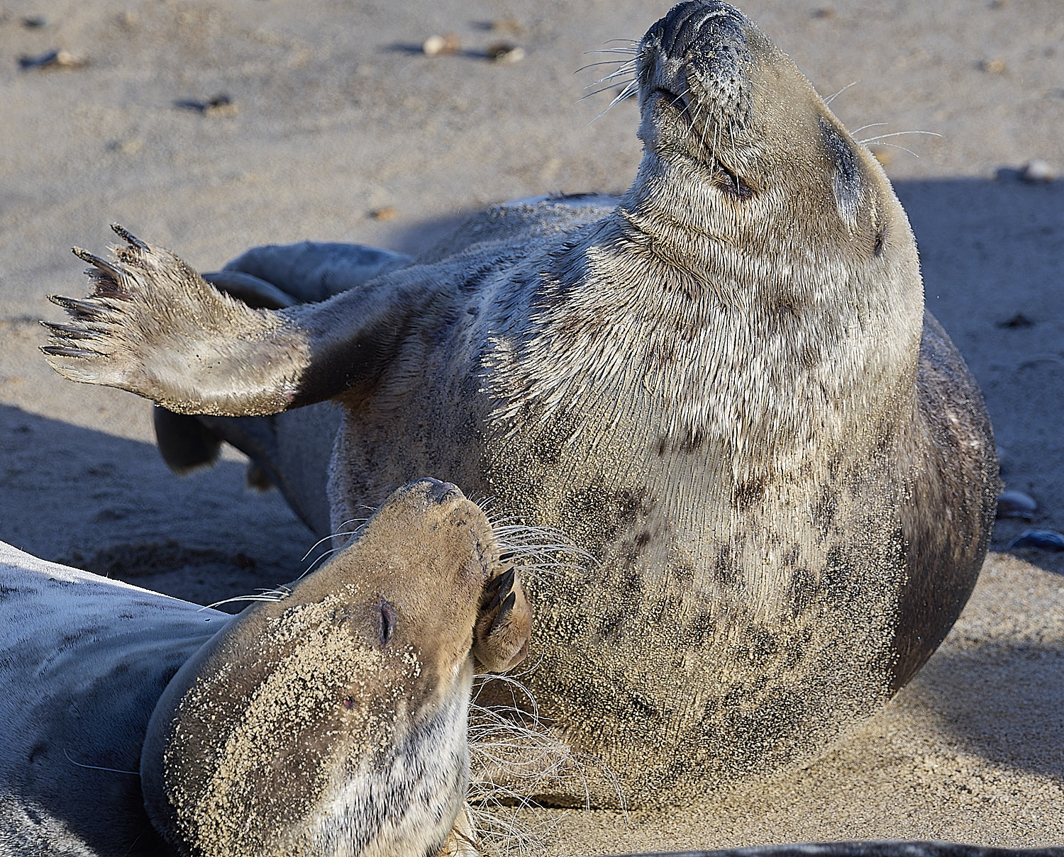 HorseyGreySeal240126-7