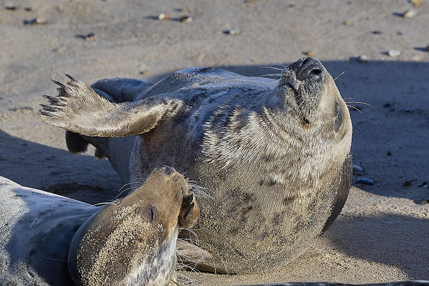 HorseyGreySeal240126-8