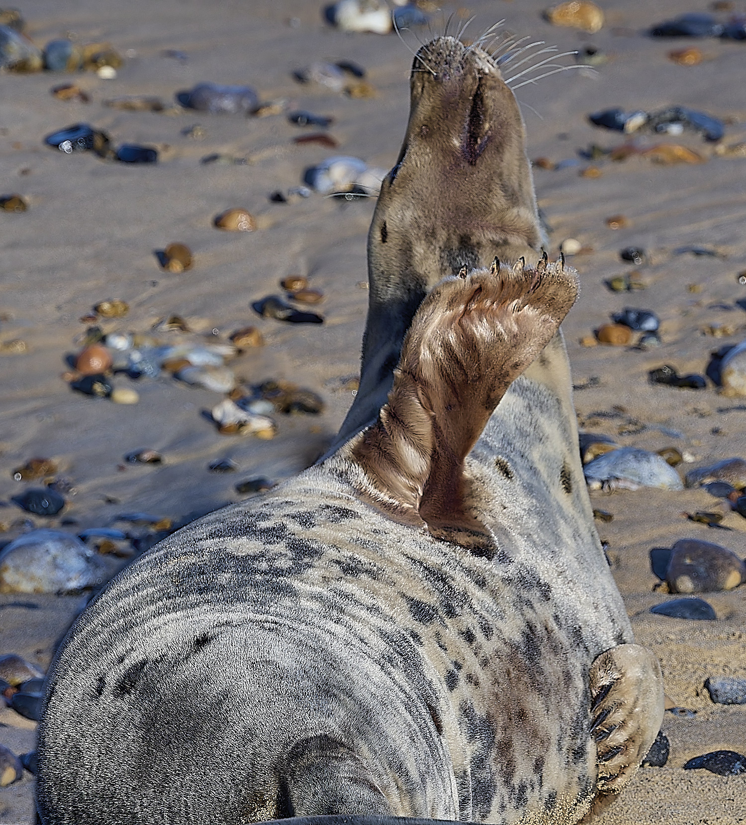 HorseyGreySeal240126-9