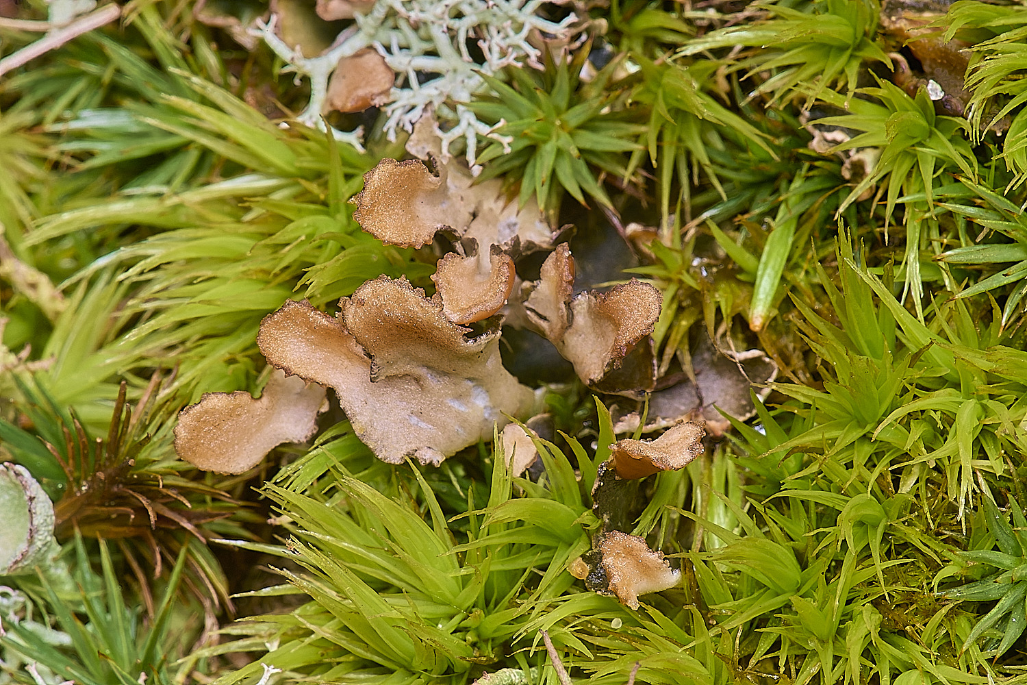 Horseyhymeninadicscop&juniperinum020226-1