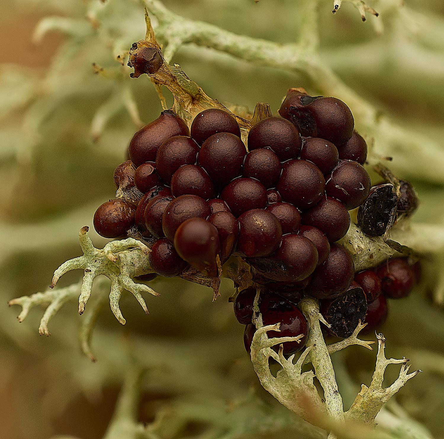 HorseySlimeMold020226-2