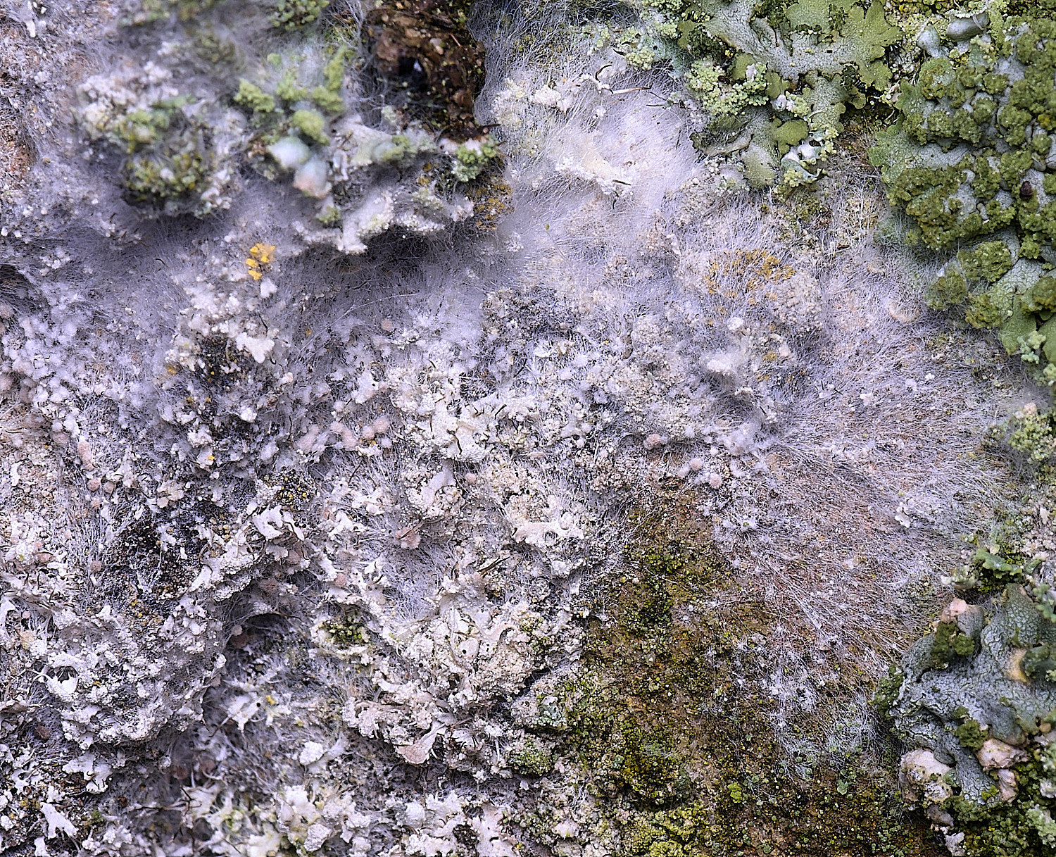 HoughtonAtheliaarachnoidea080226-1