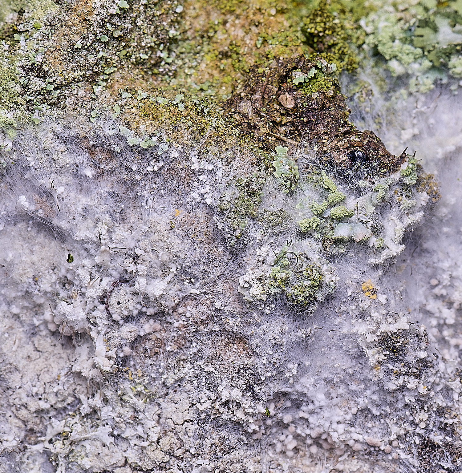 HoughtonAtheliaarachnoidea080226-3