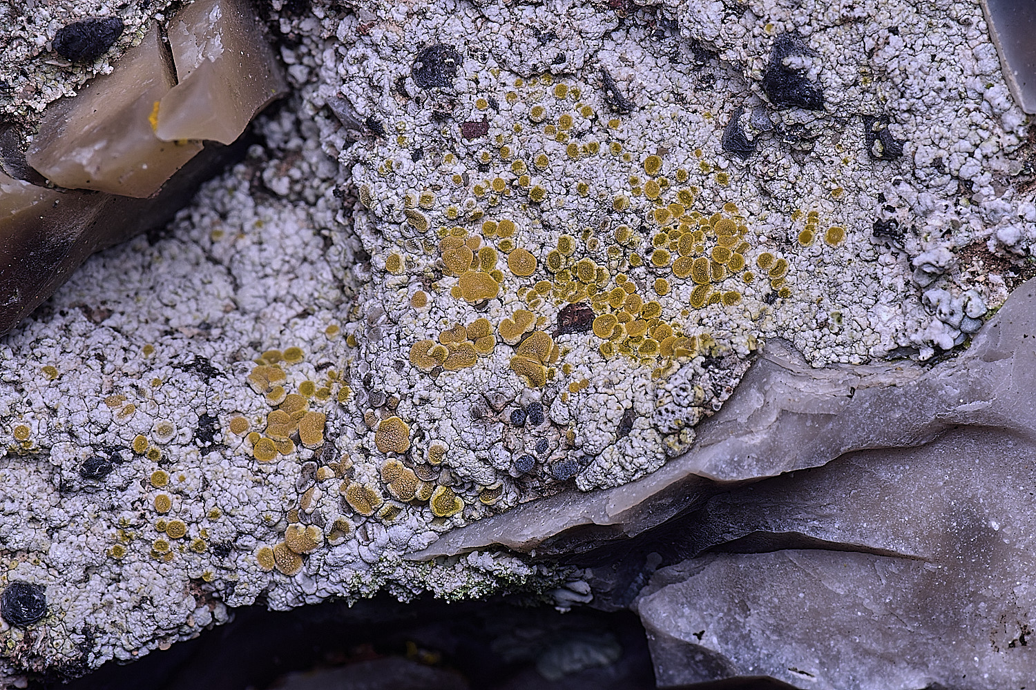 HoughtonCaloplacaSp080226-1 1