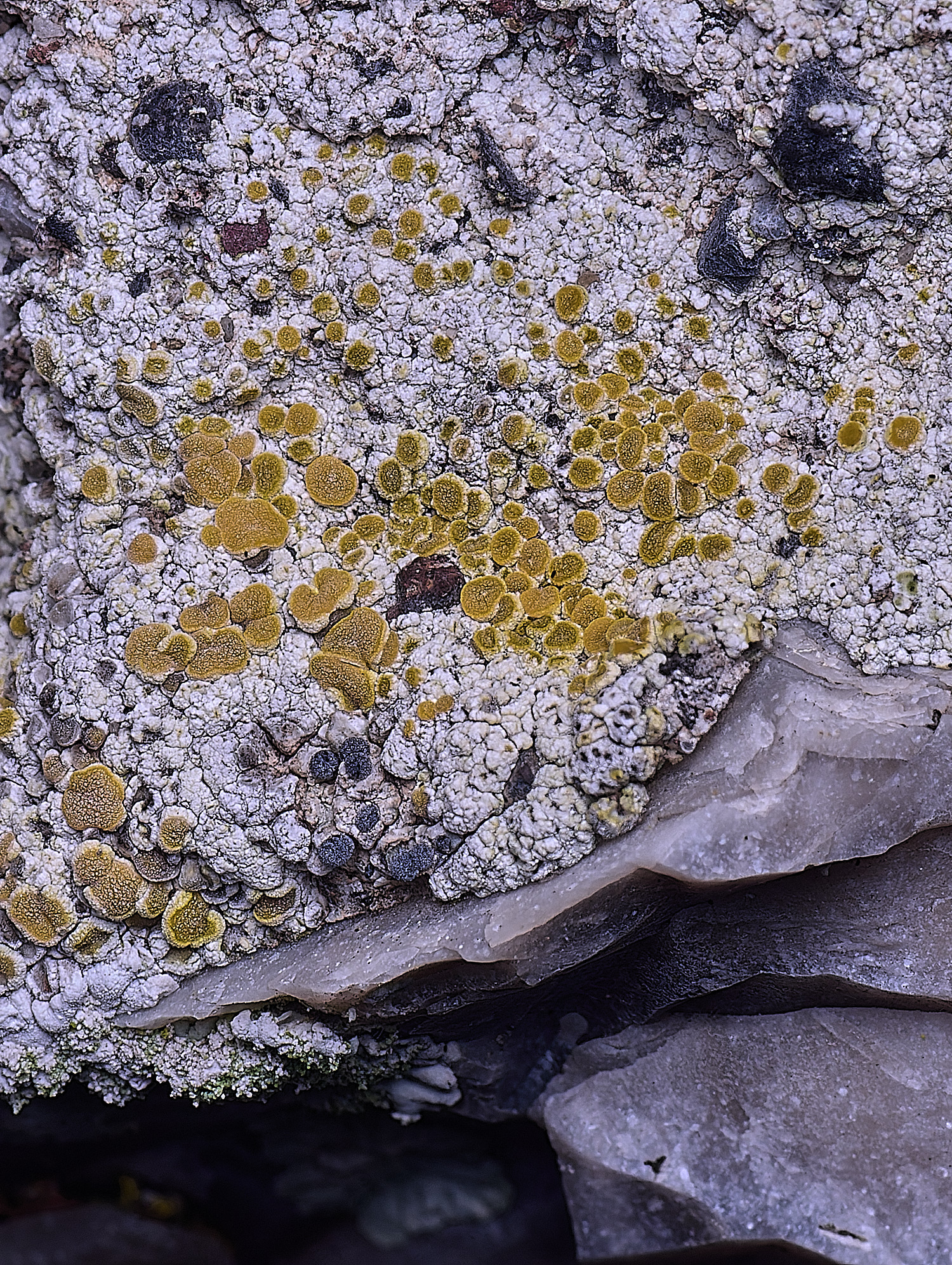 HoughtonCaloplacaSp080226-1